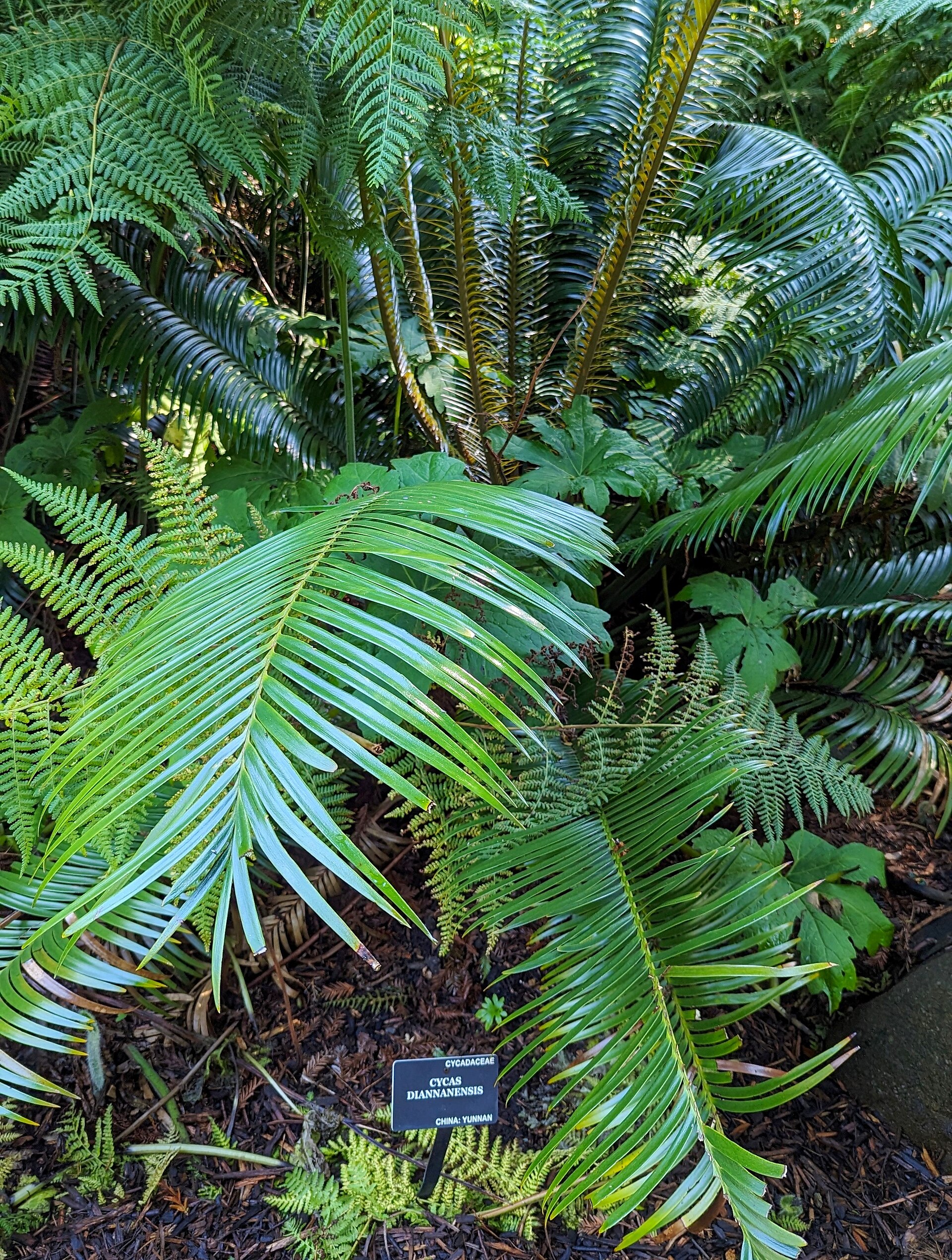 Imagem de referência de Cycas diannanensis, descrito nos dados abertos como espécie de planta