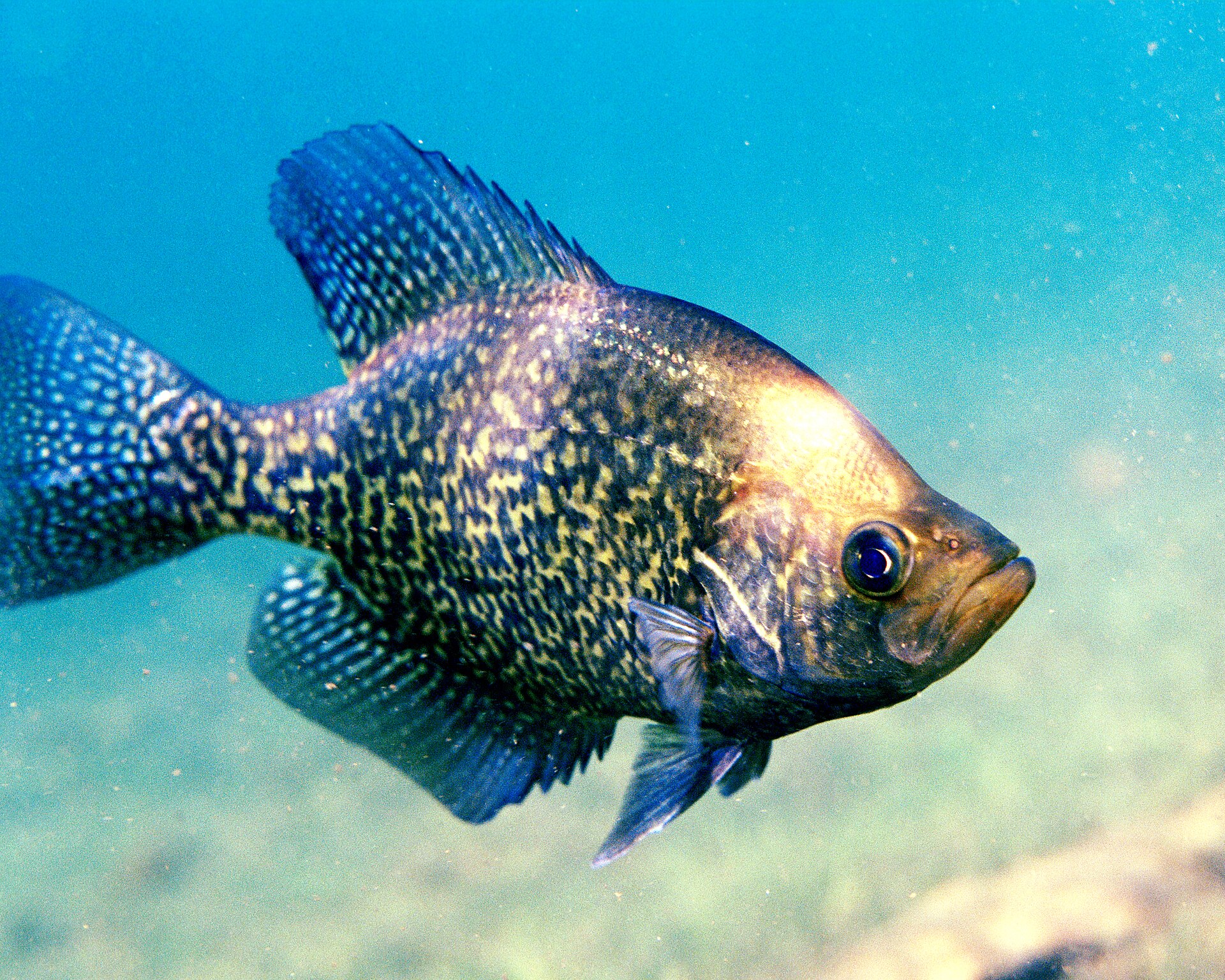 Imagem de referência de Pomoxis, descrito nos dados abertos como género de peixes