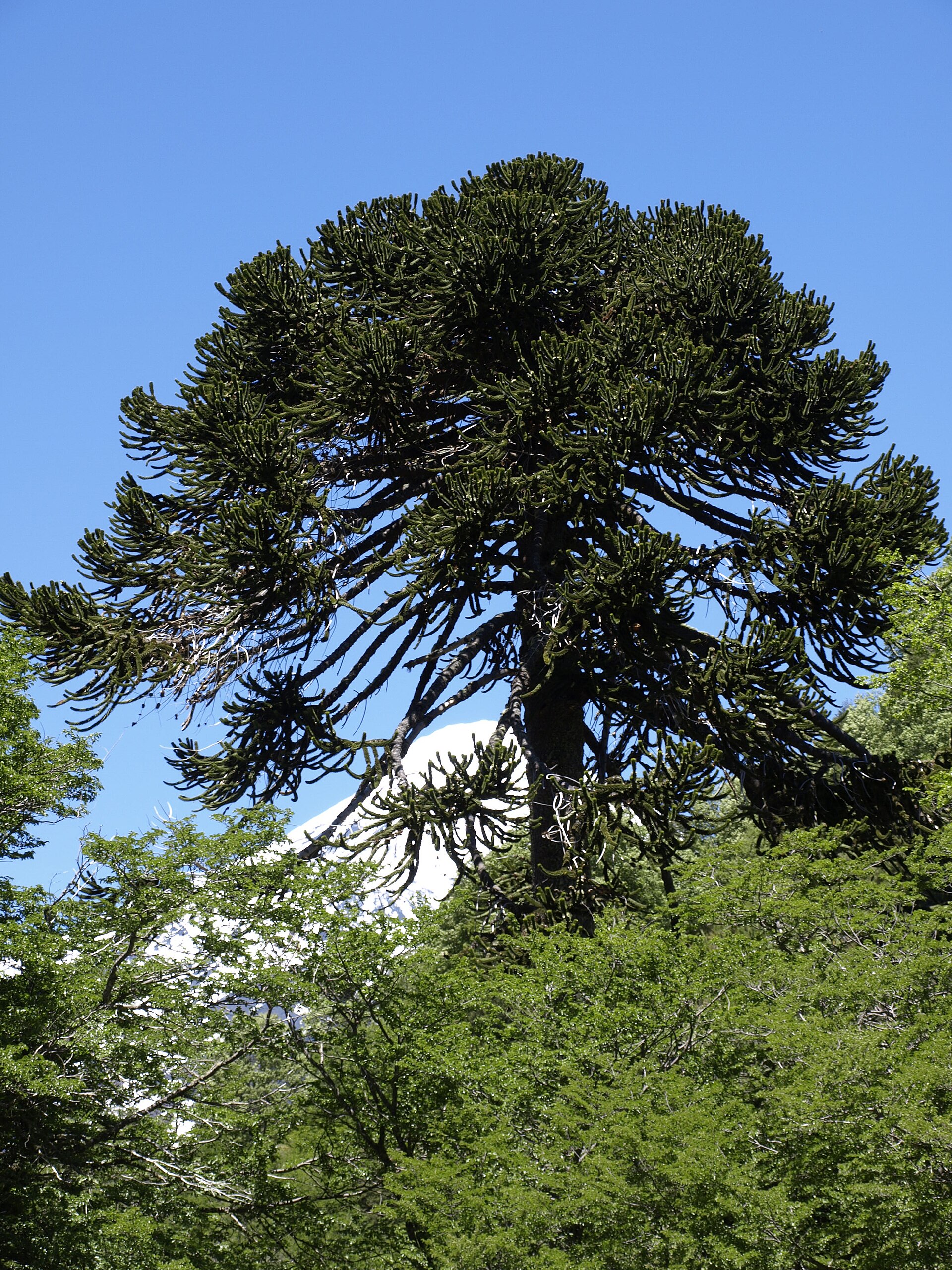 Imagem de referência de Araucaria, descrito nos dados abertos como género de plantas