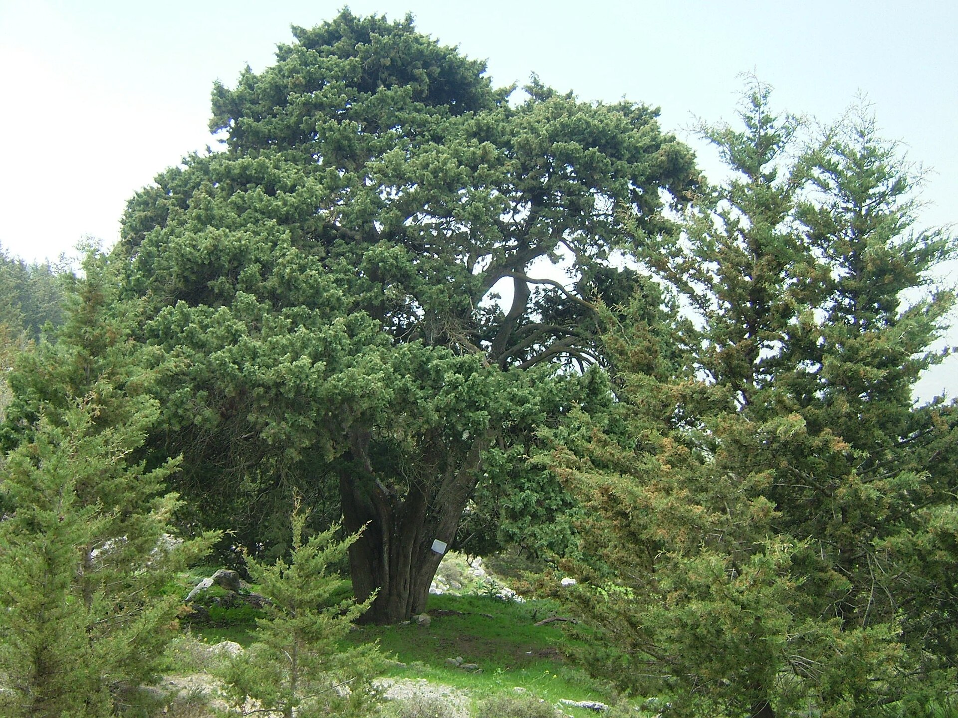 Imagem de referência relacionada a Cupressus, item descrito como género de plantas