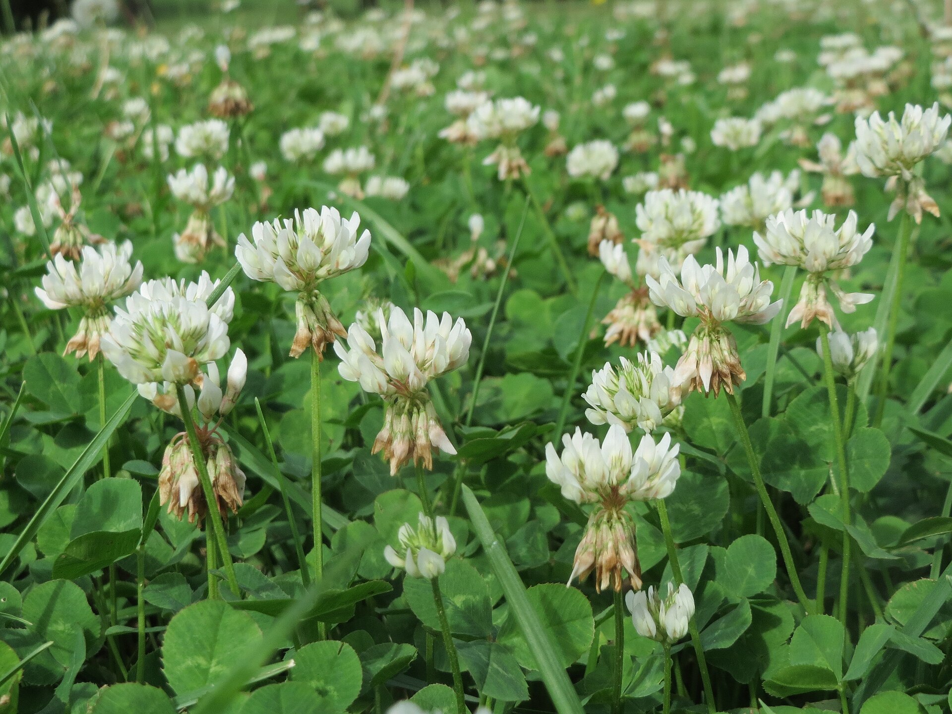 Imagem de referência relacionada a Trifolium, item descrito como género de plantas