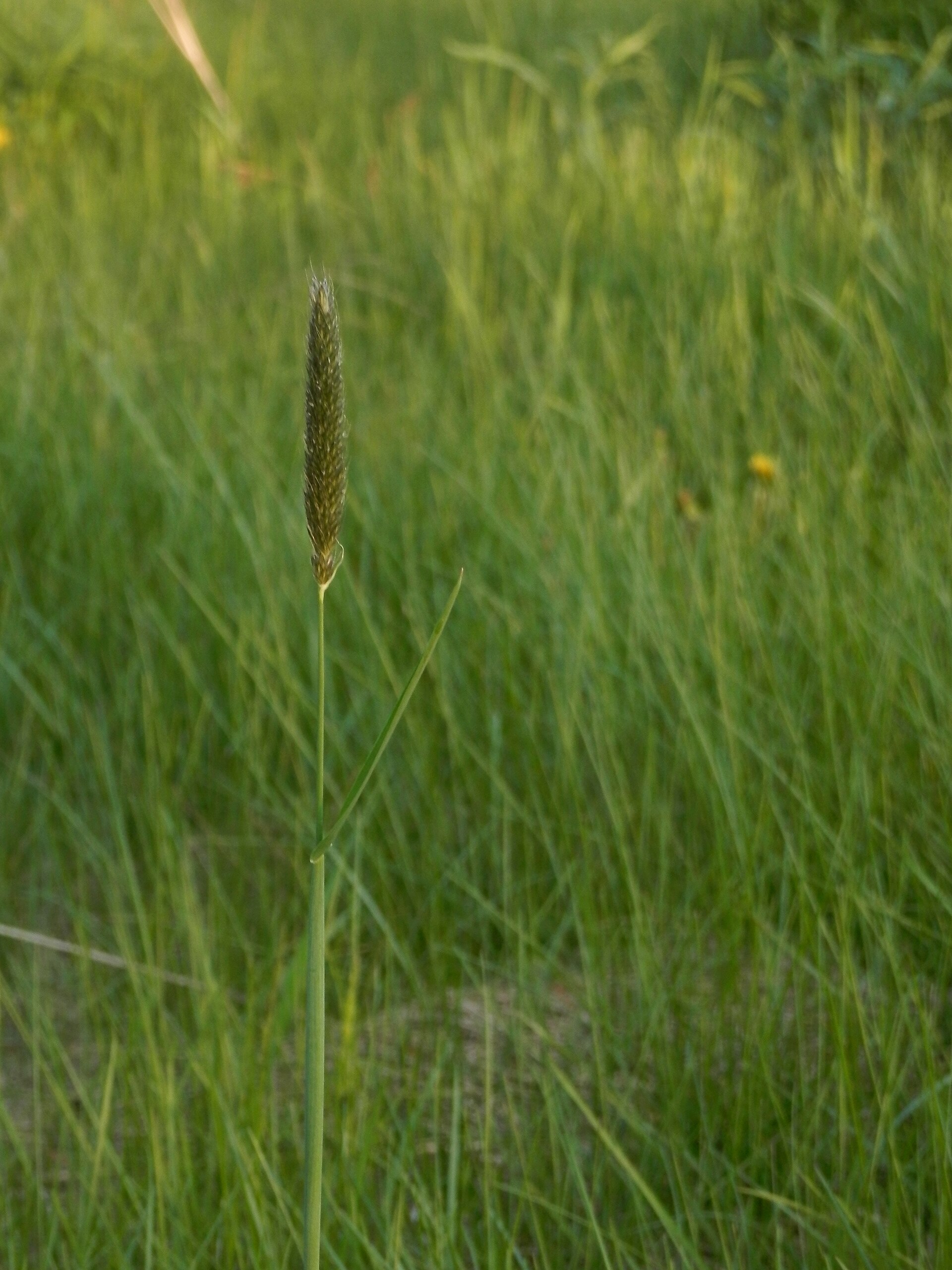 Imagem de referência de Phalaris, descrito nos dados abertos como género de plantas