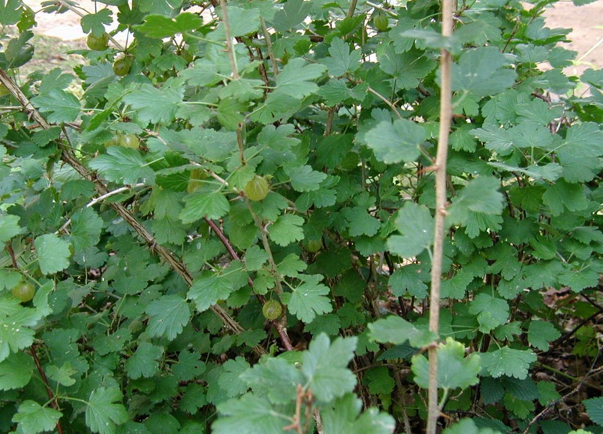 Imagem de referência relacionada a Groselheira, item descrito como espécie de planta