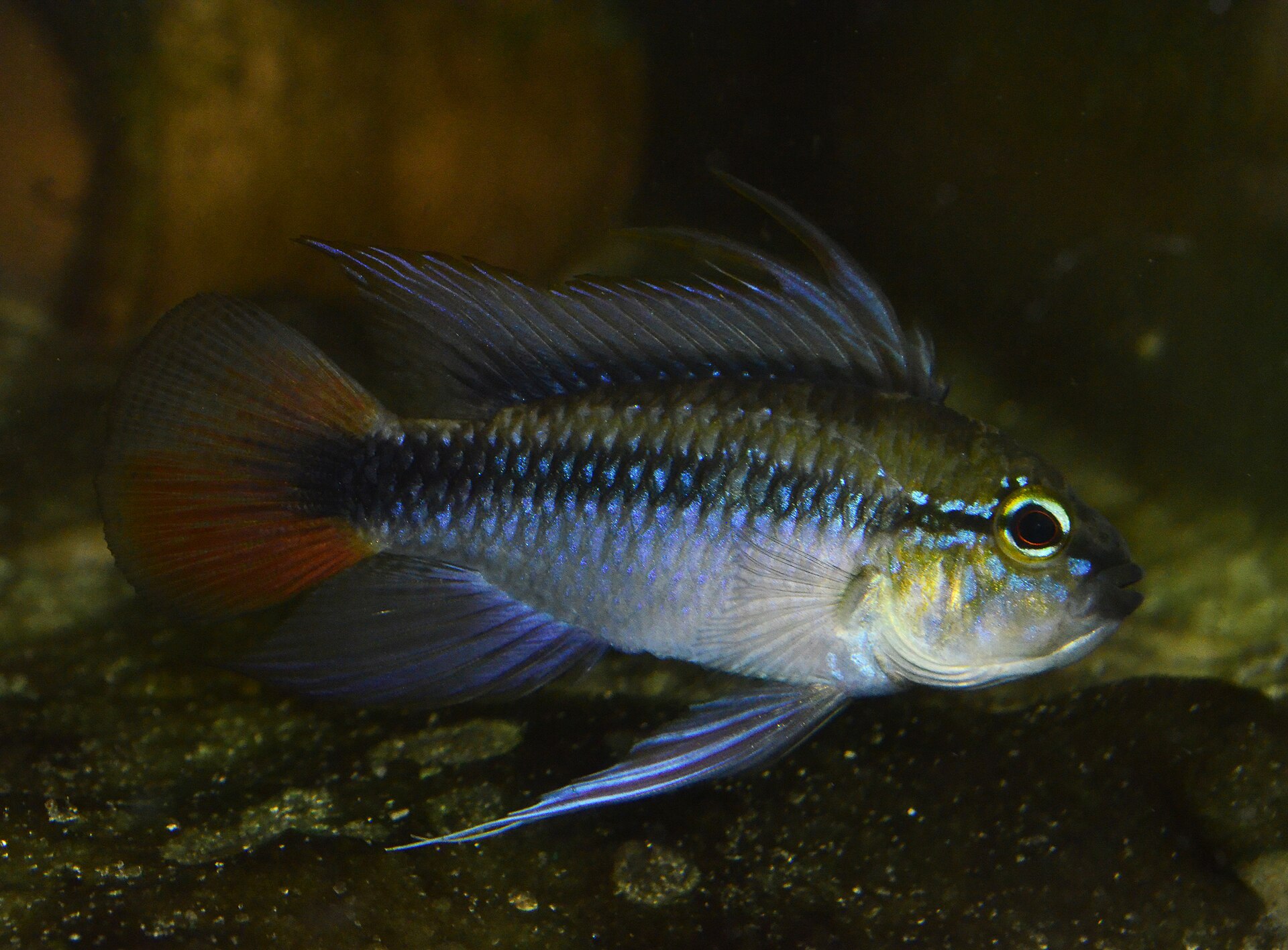 Imagem de referência relacionada a Apistogramma erythrura, item descrito como registro de referência sobre Apistogramma erythrura, organizado a partir de dados estruturados abertos