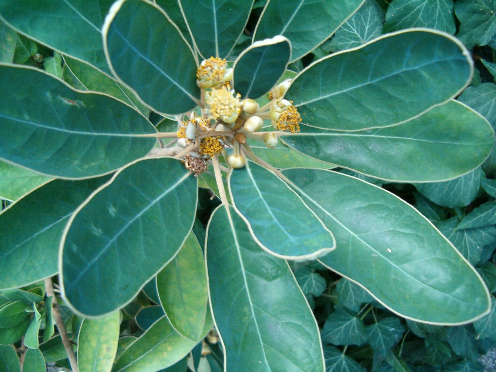 Imagem de referência de Litsea, descrito nos dados abertos como género de plantas
