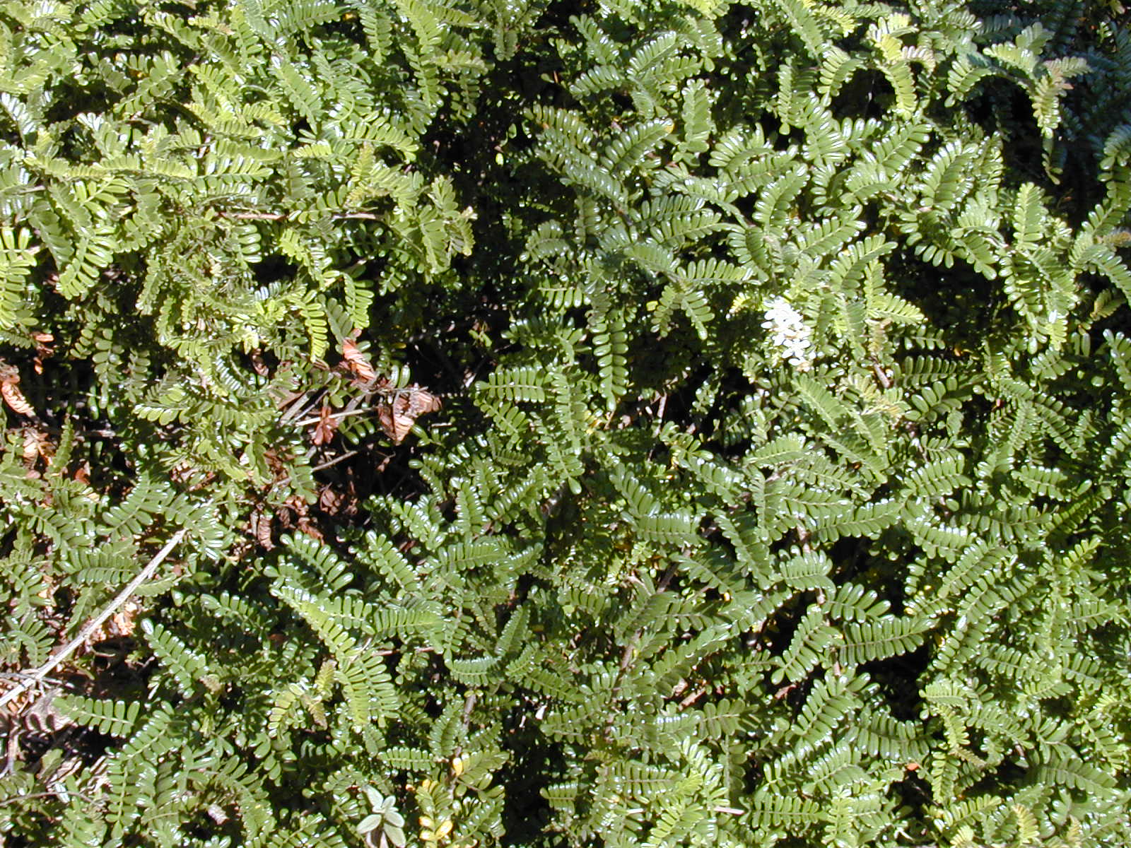 Imagem de referência relacionada a Osteomeles, item descrito como género de plantas