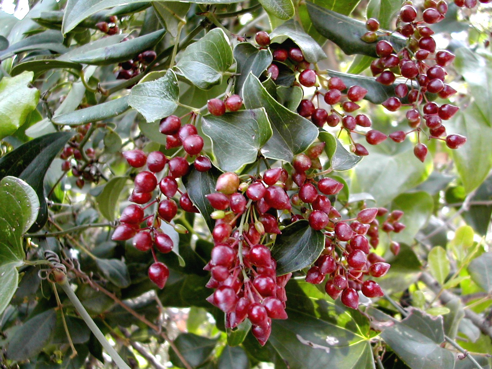 Imagem de referência relacionada a Smilax aspera, item descrito como espécie de planta