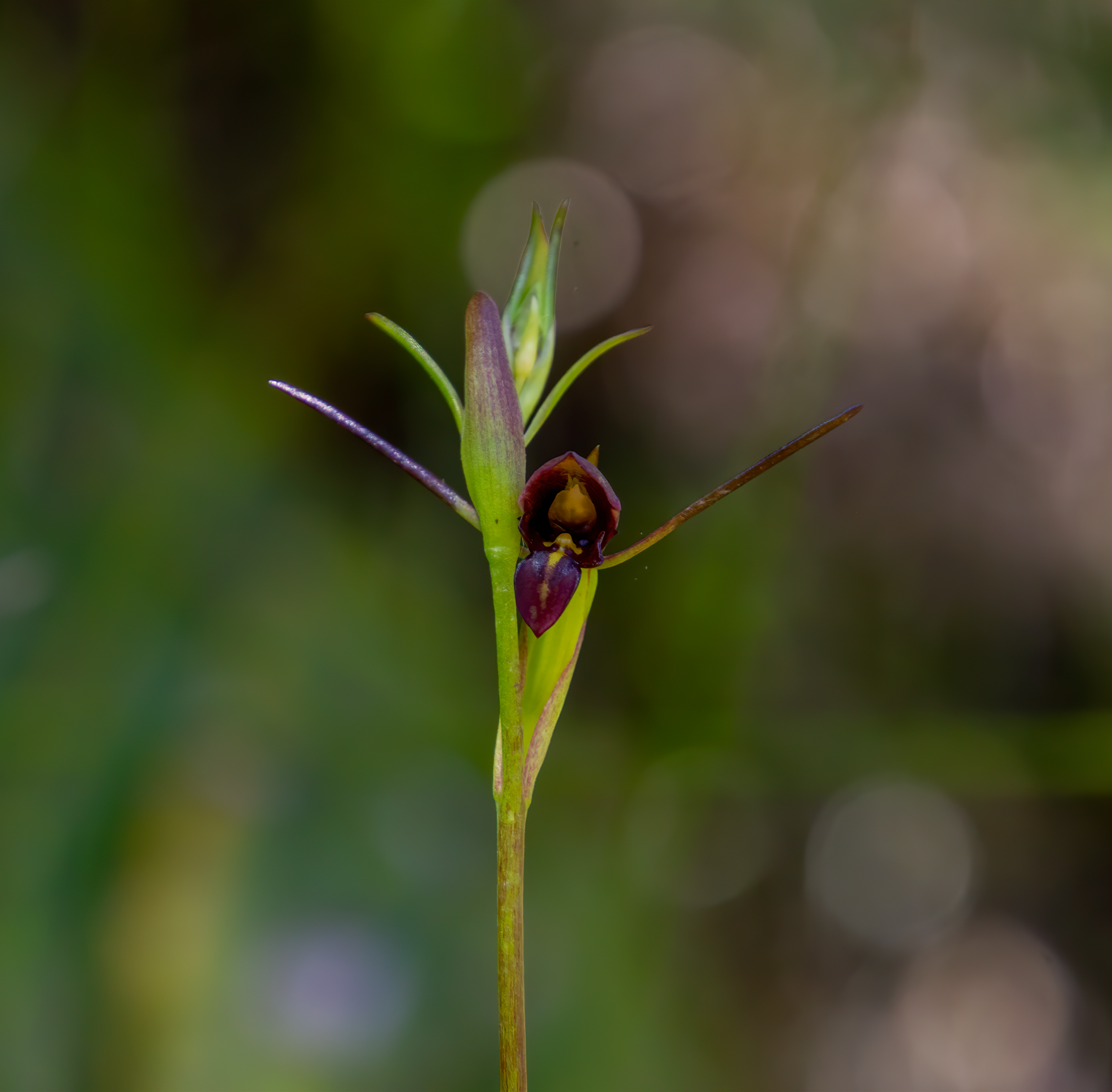 Imagem de referência de Orthoceras novae-zeelandiae, descrito nos dados abertos como espécie de planta