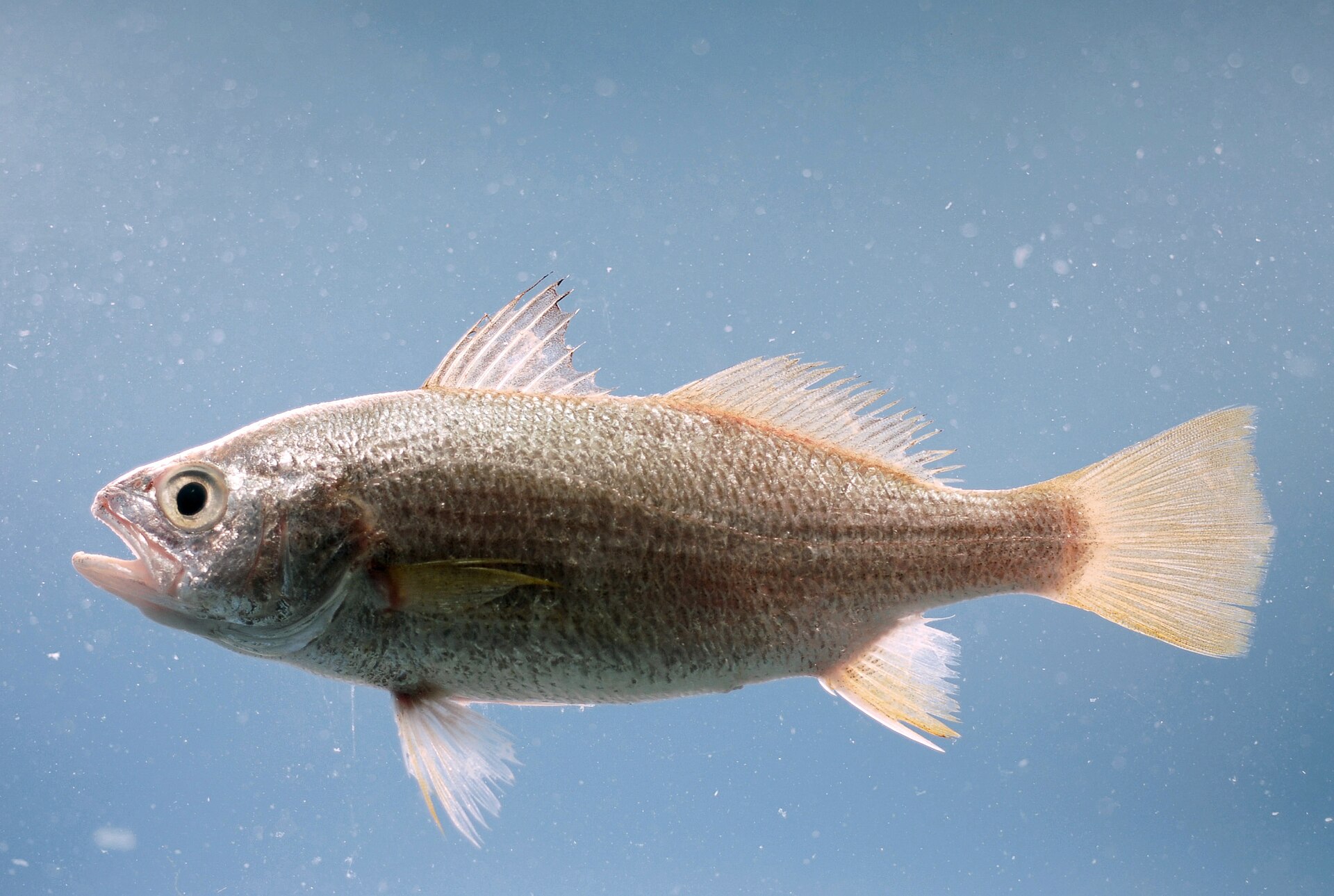 Imagem de referência relacionada a Bairdiella, item descrito como género de peixes