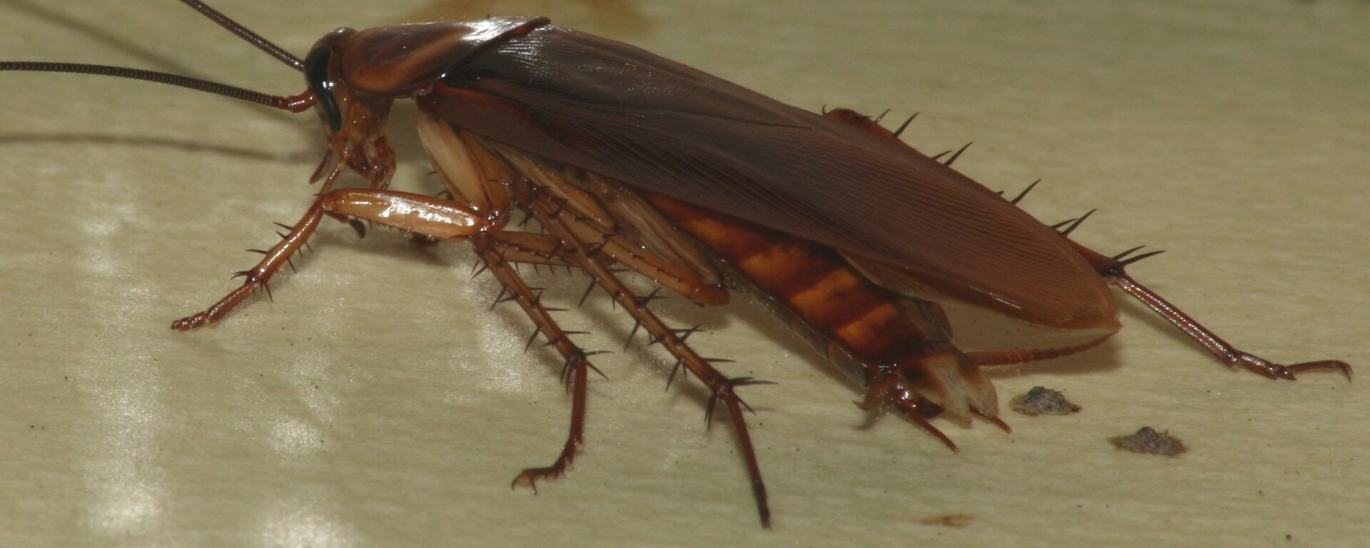 Imagem de referência relacionada a Blattidae, item descrito como registro de referência sobre Blattidae, organizado a partir de dados estruturados abertos