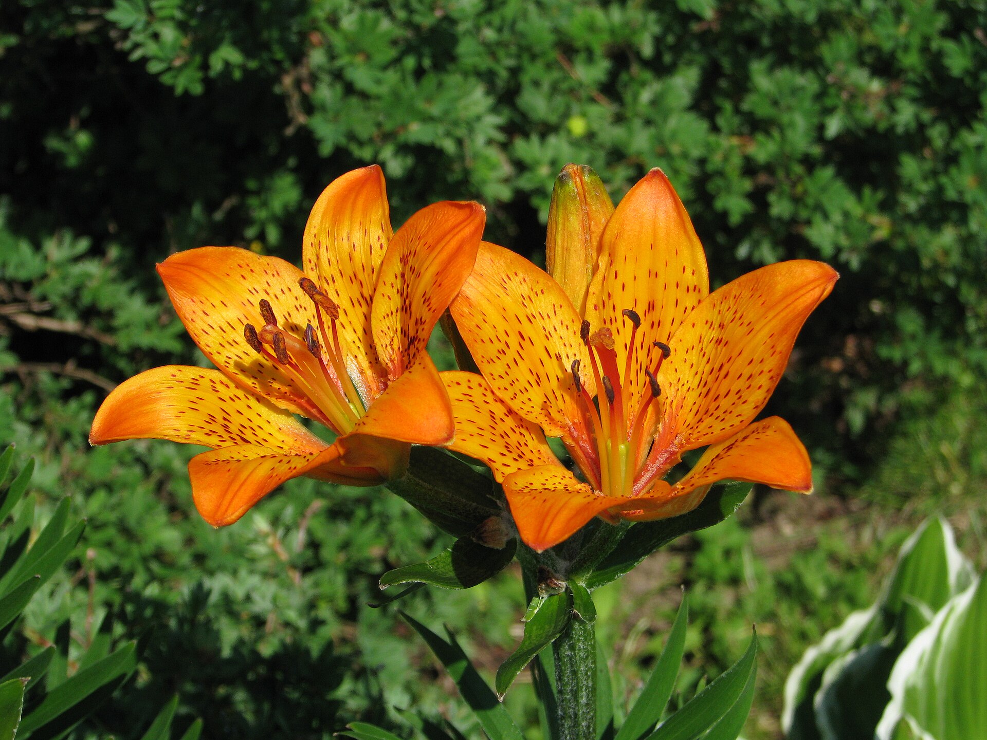 Imagem de referência relacionada a Lilium dauricum, item descrito como espécie de planta