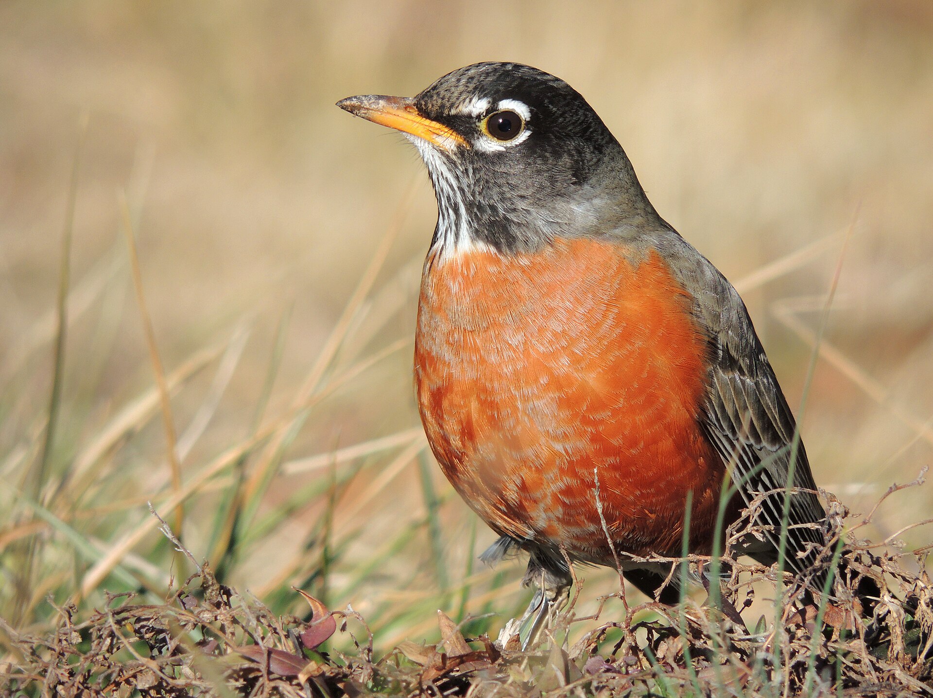 Imagem de referência relacionada a Turdus, item descrito como gênero de pássaro