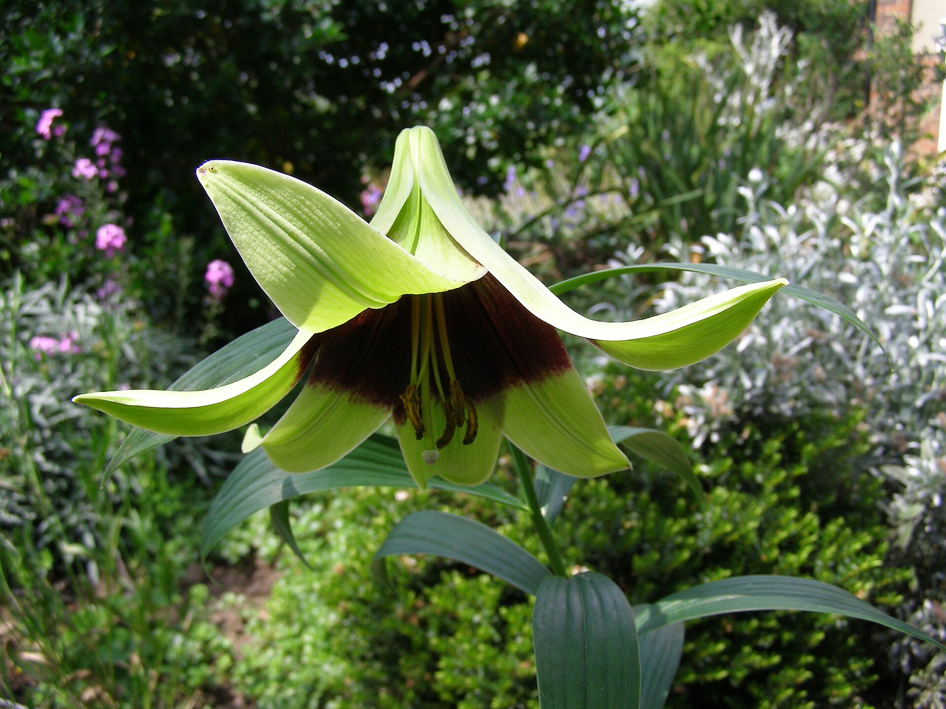 Imagem de referência relacionada a Lilium nepalense, item descrito como espécie de planta