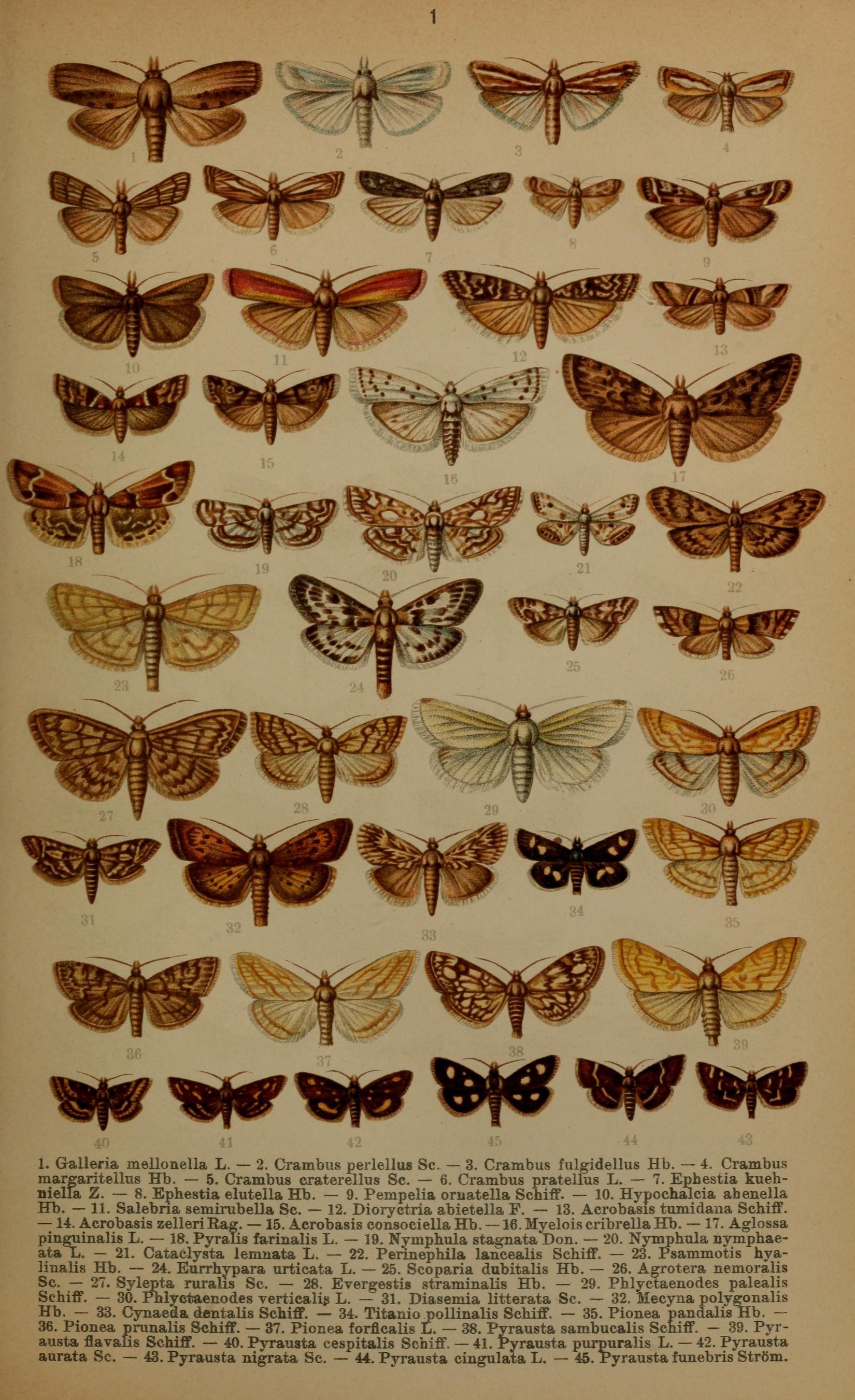Imagem de referência relacionada a Pyrausta nigrata, item descrito como espécie de inseto