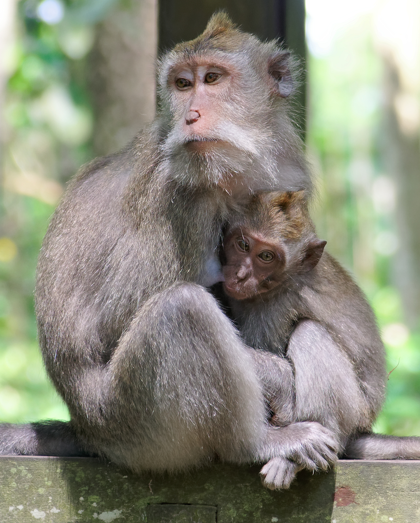 Imagem de referência de Macaca fascicularis, descrito nos dados abertos como espécie de mamífero
