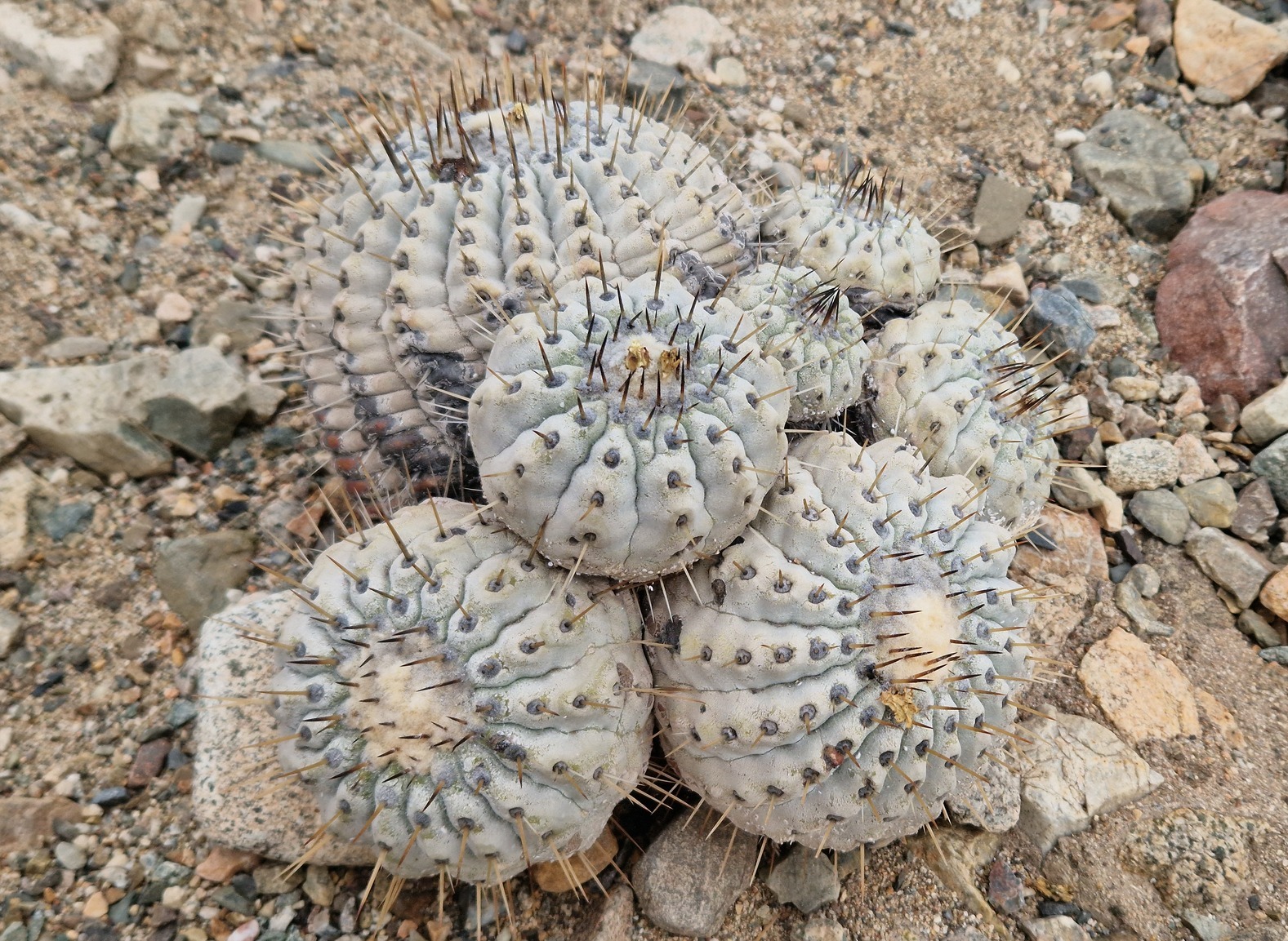 Imagem de referência relacionada a Copiapoa cinerea, item descrito como registro de referência sobre Copiapoa cinerea, organizado a partir de dados estruturados abertos