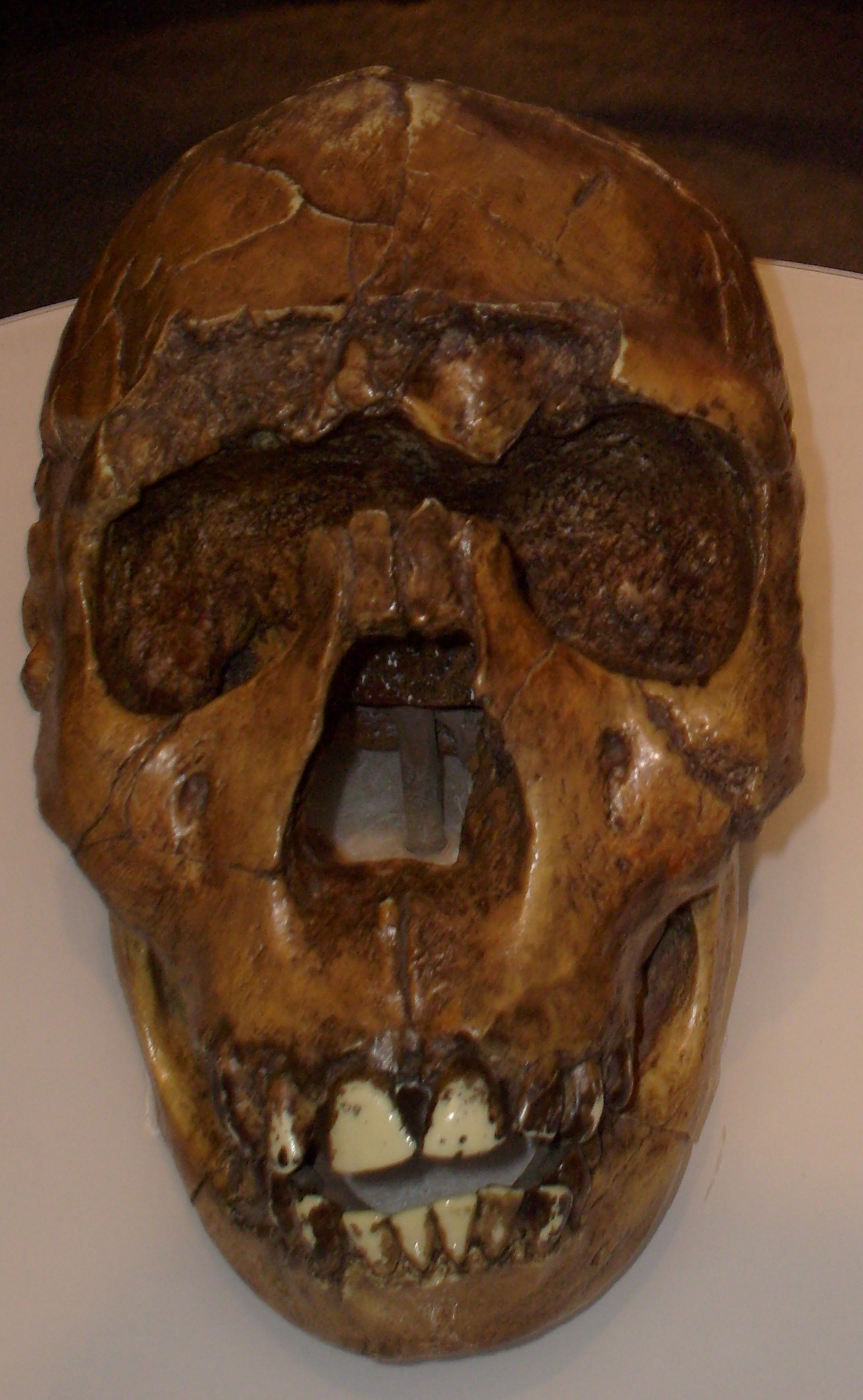 Imagem de referência de Homo ergaster, descrito nos dados abertos como espécie extinta de hominídeo