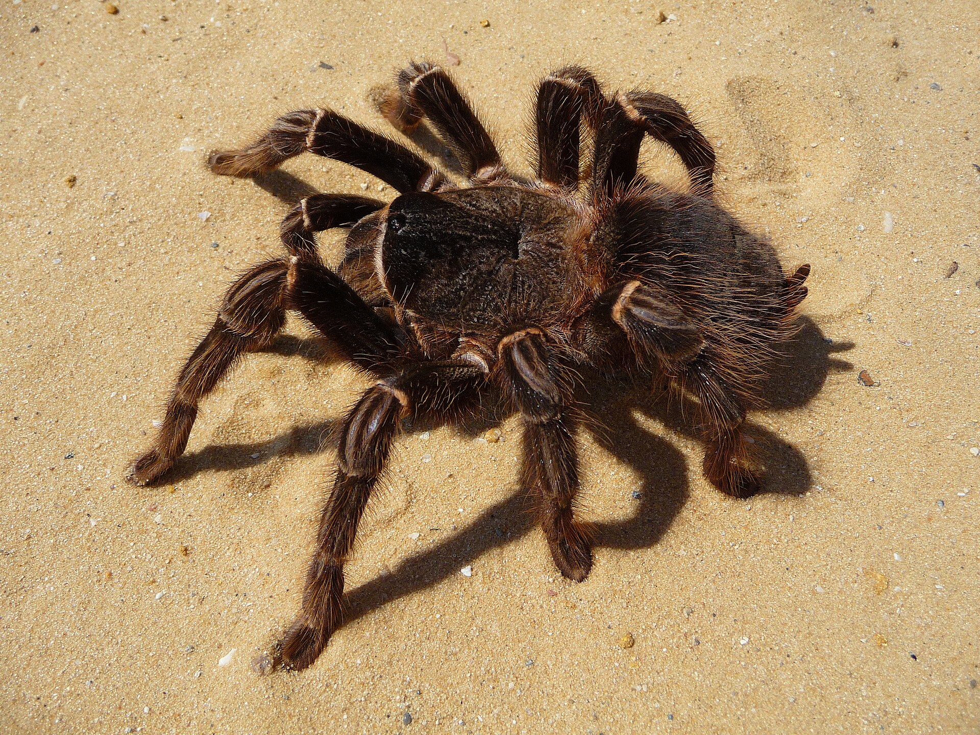 Imagem de referência relacionada a Migoidea, item descrito como superfamília de aranhas migalomorfas