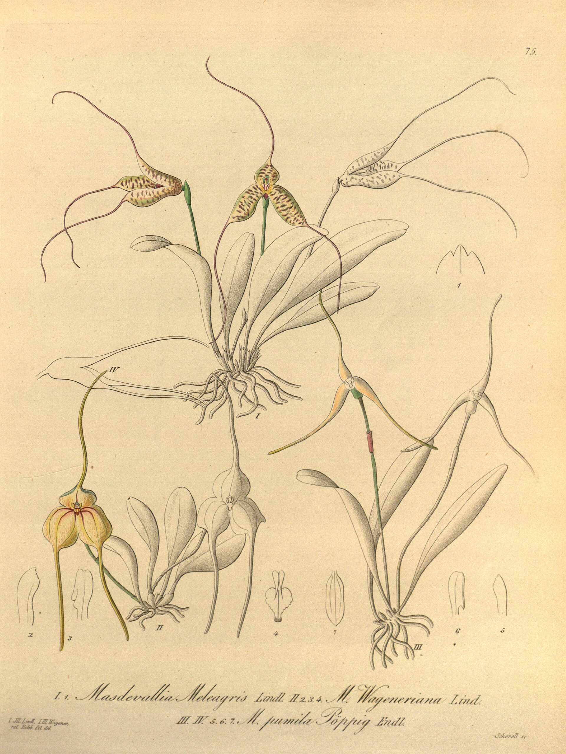 Imagem de referência relacionada a Masdevallia, item descrito como género de plantas