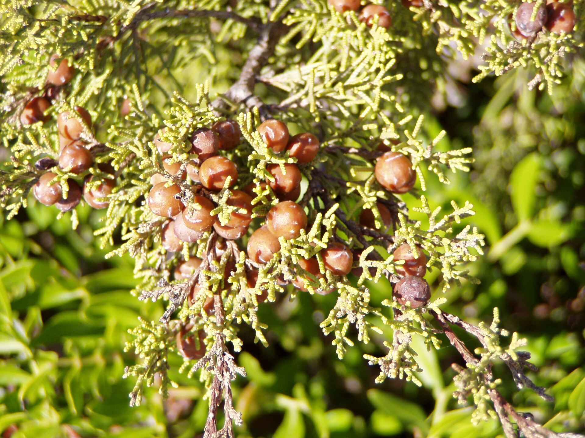 Imagem de referência relacionada a Juniperus, item descrito como género de plantas