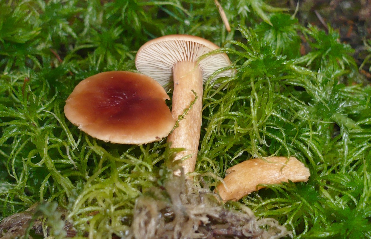Imagem de referência relacionada a Lactarius sphagneti, item descrito como registro de referência sobre Lactarius sphagneti, organizado a partir de dados estruturados abertos