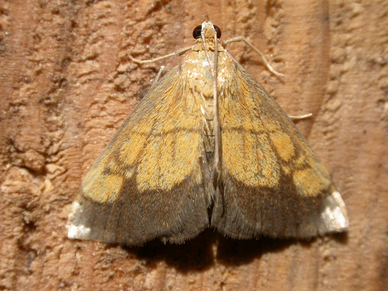Imagem de referência relacionada a Evergestis limbata, item descrito como espécie de inseto
