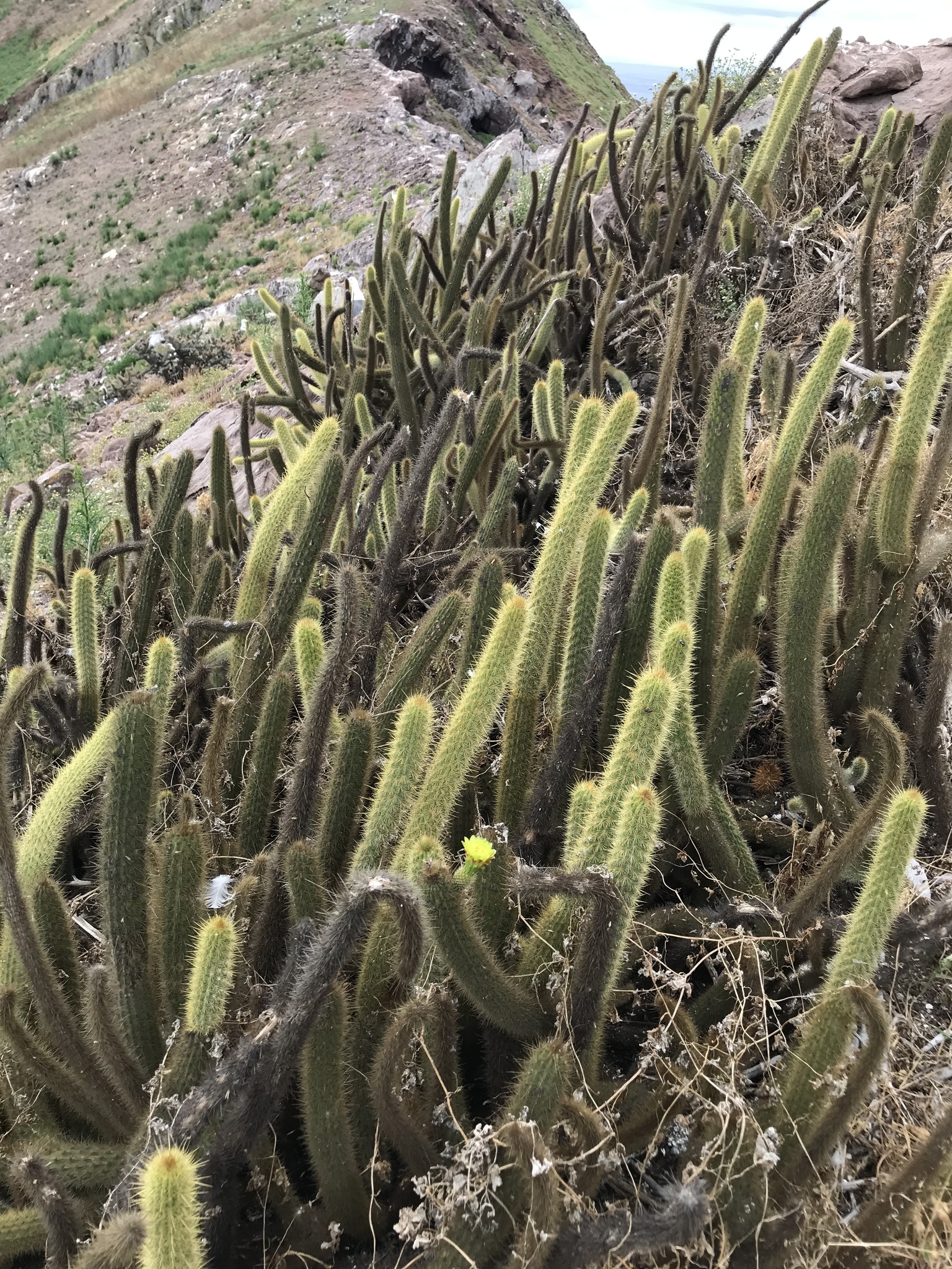 Imagem de referência relacionada a Bergerocactus, item descrito como registro de referência sobre Bergerocactus, organizado a partir de dados estruturados abertos