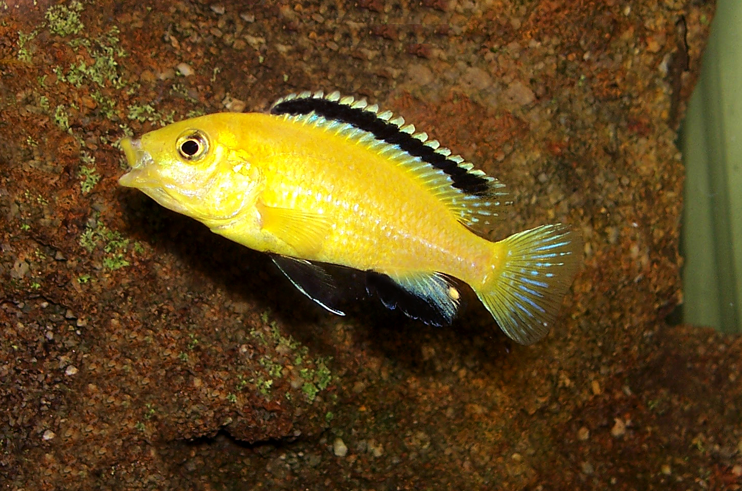 Imagem de referência relacionada a Labidochromis, item descrito como género de peixes