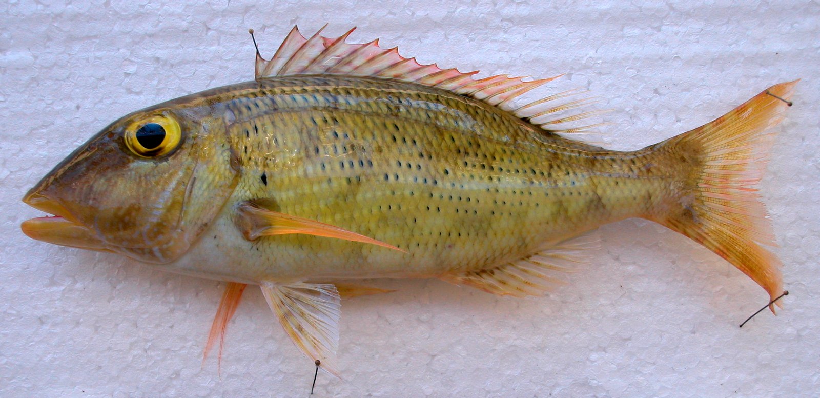 Imagem de referência relacionada a Lethrinus ravus, item descrito como registro de referência sobre Lethrinus ravus, organizado a partir de dados estruturados abertos