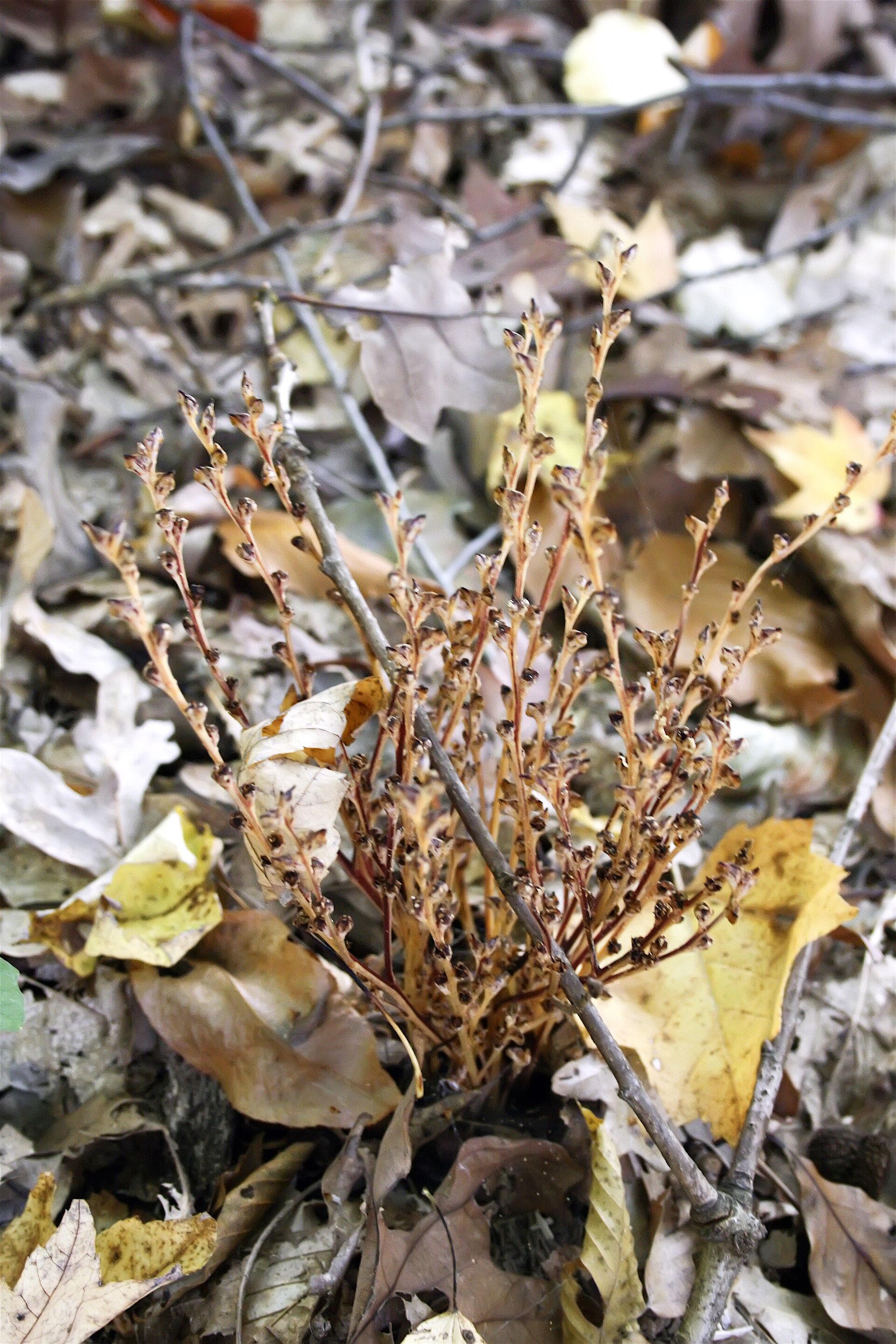 Imagem de referência relacionada a Epifagus, item descrito como género de plantas