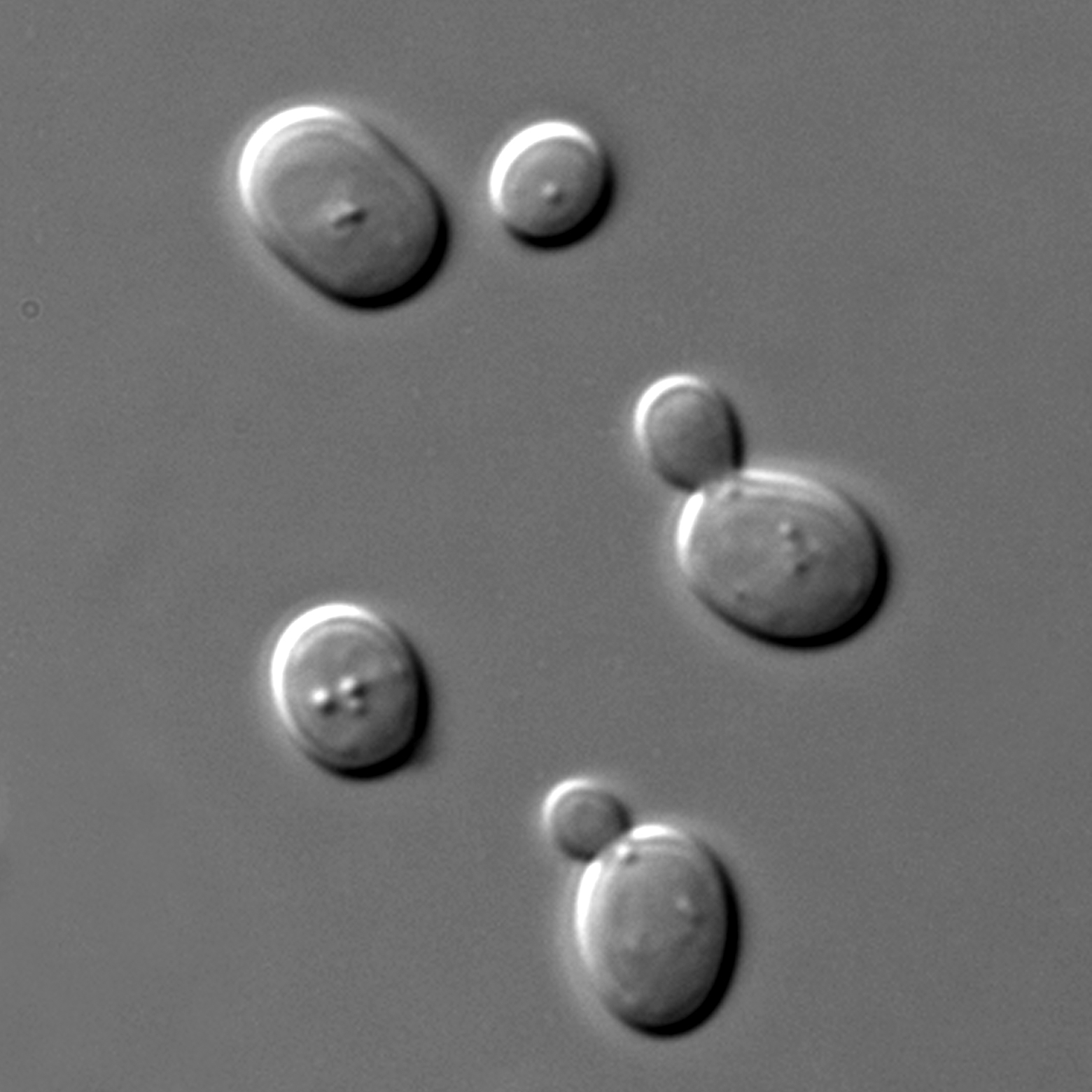 Imagem de referência de Saccharomyces, descrito nos dados abertos como género de fungos