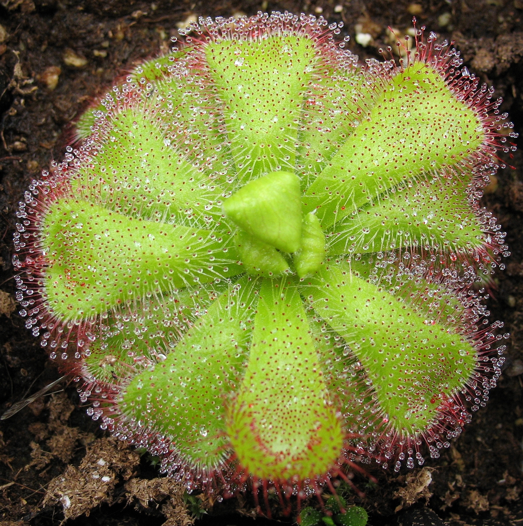 Imagem de referência relacionada a Drosera cuneifolia, item descrito como registro de referência sobre Drosera cuneifolia, organizado a partir de dados estruturados abertos