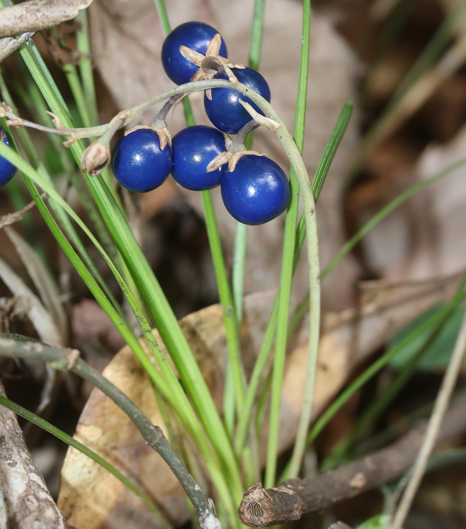 Imagem de referência de Ophiopogon, descrito nos dados abertos como género de plantas