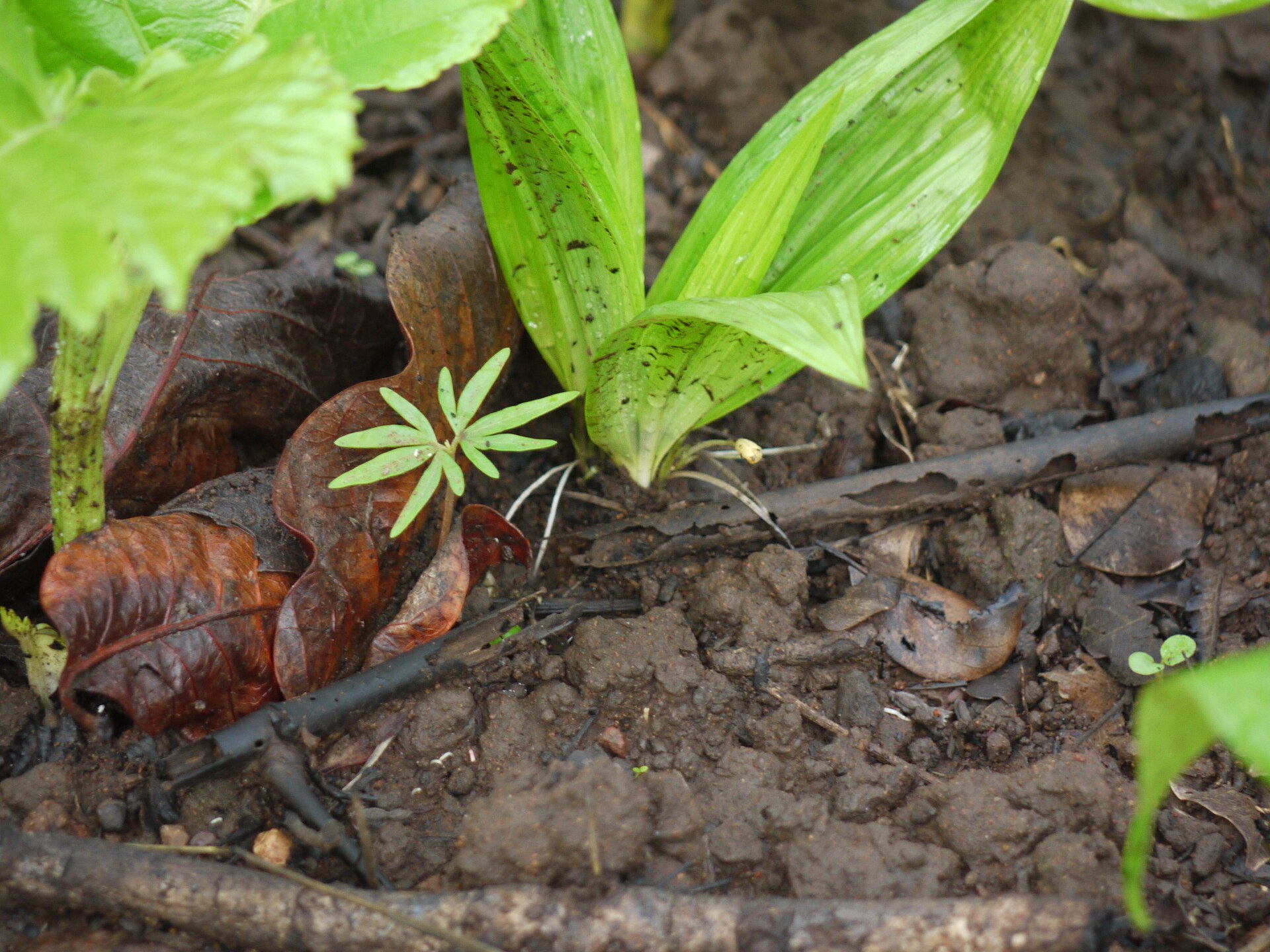 Imagem de referência de Burseraceae, descrito nos dados abertos como família de plantas