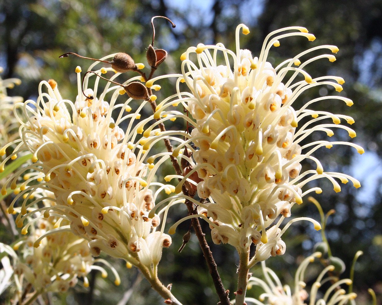 Imagem de referência relacionada a Grevillea banksii, item descrito como espécie de planta