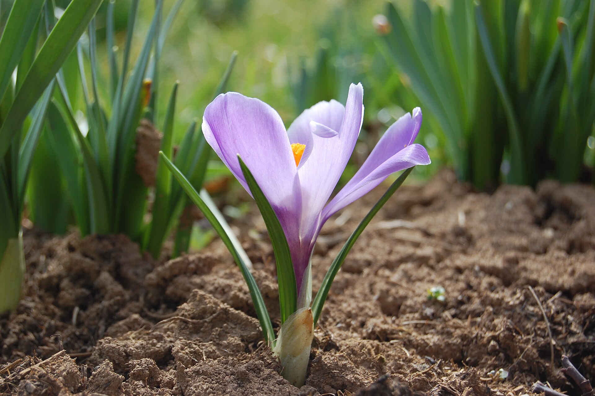 Imagem de referência de crocus, descrito nos dados abertos como género de plantas