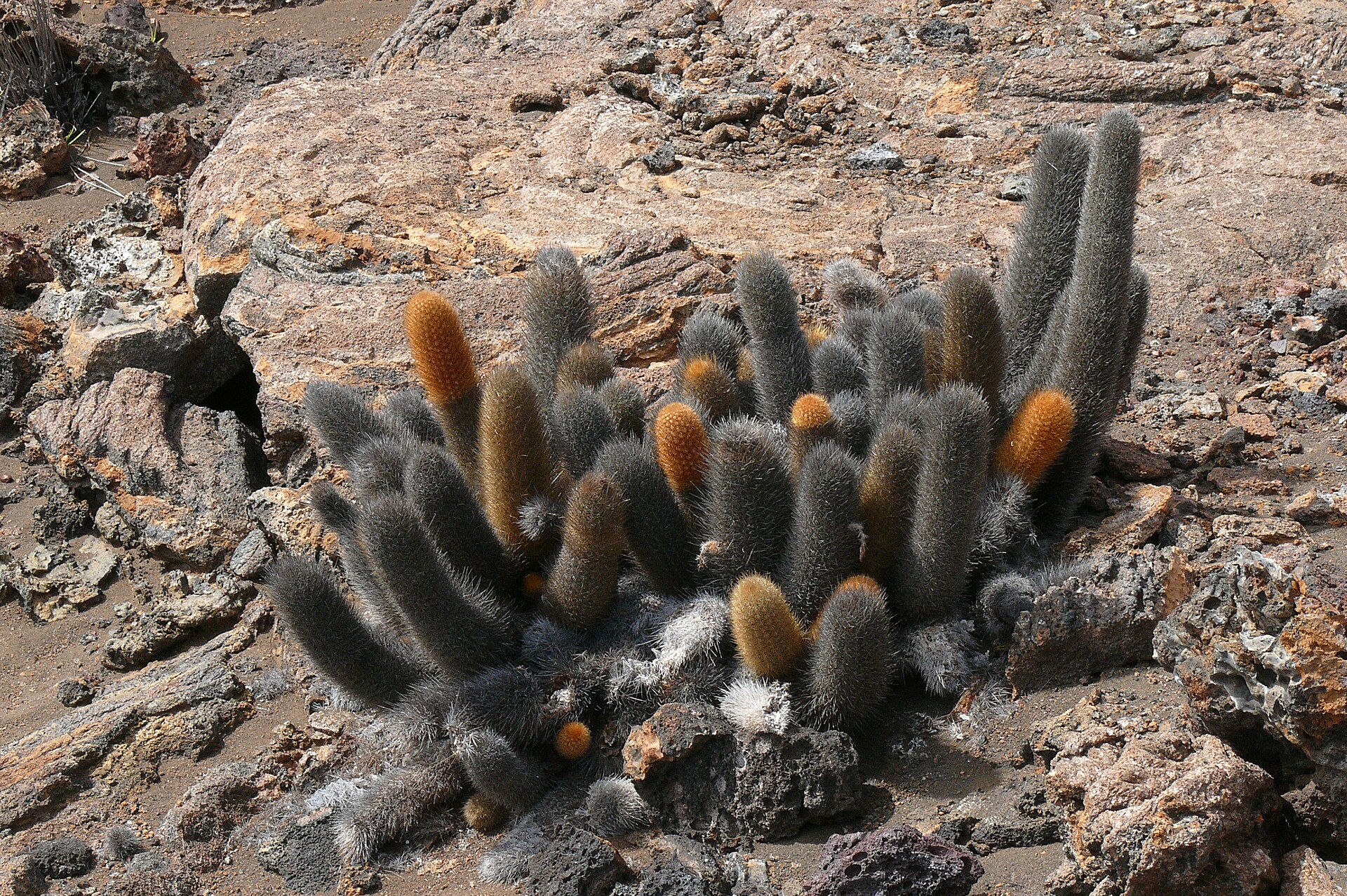 Imagem de referência relacionada a Brachycereus, item descrito como registro de referência sobre Brachycereus, organizado a partir de dados estruturados abertos