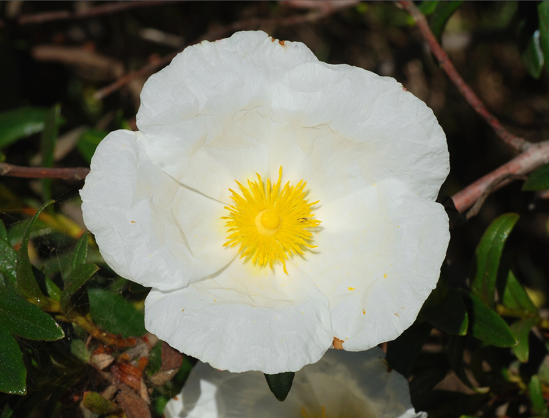 Imagem de referência de Cistus, descrito nos dados abertos como género de plantas