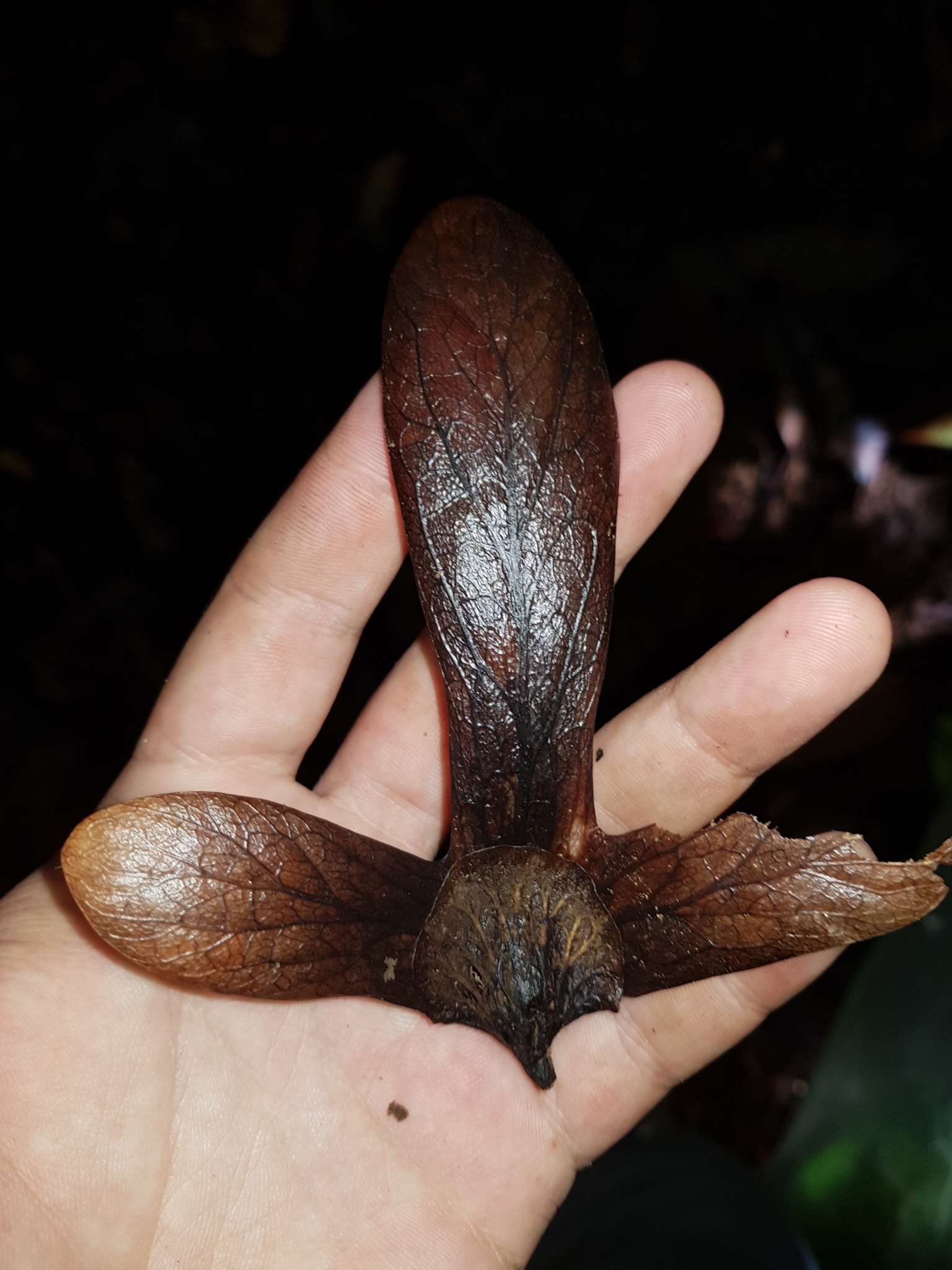 Imagem de referência relacionada a Oreomunnia, item descrito como género de plantas