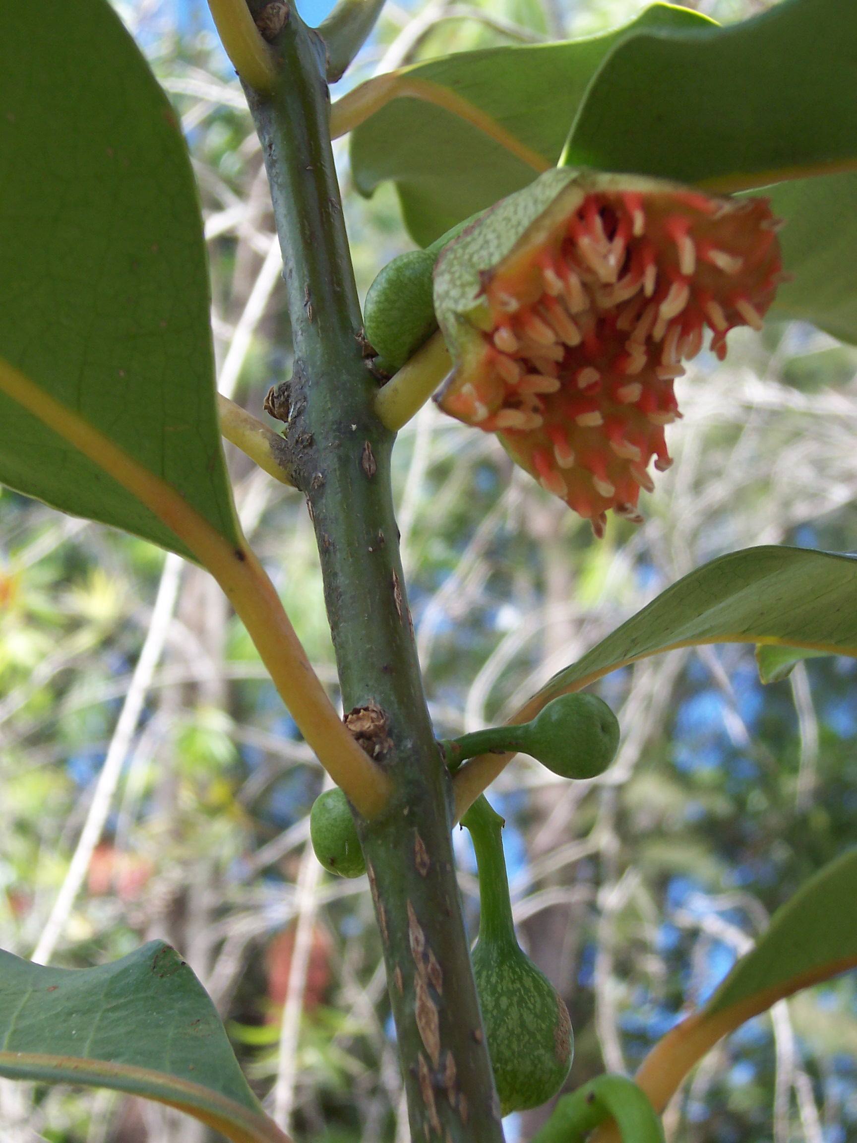 Imagem de referência de Monimiaceae, descrito nos dados abertos como família de plantas com flor