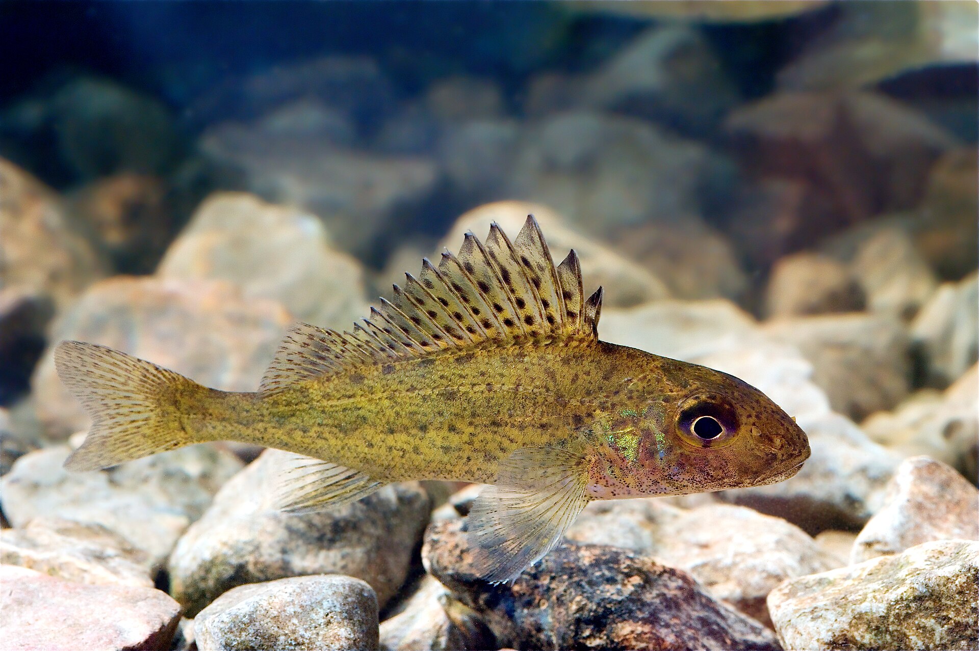 Imagem de referência de acerina eurasiana, descrito nos dados abertos como espécie de peixe