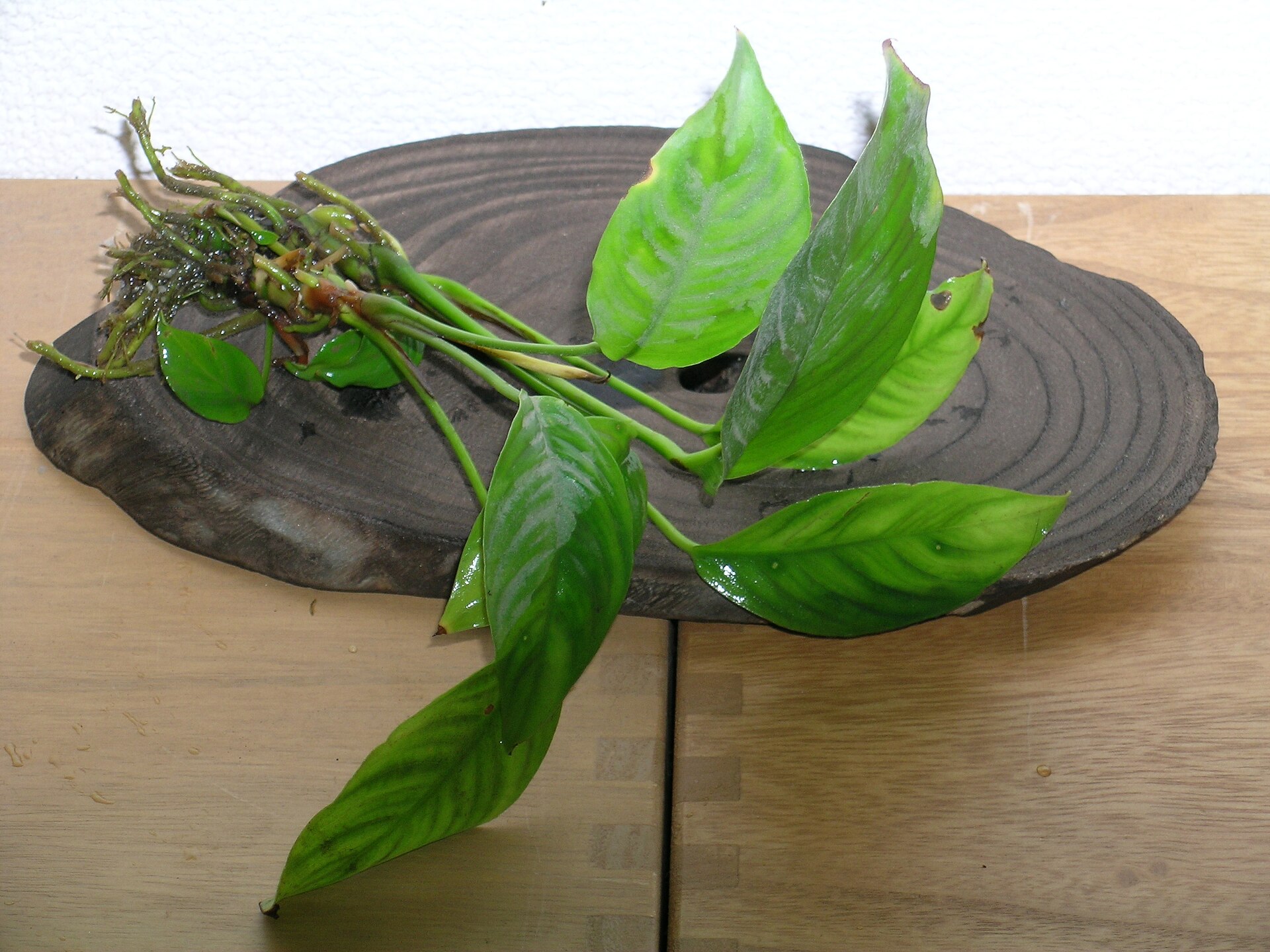 Imagem de referência relacionada a Anubias, item descrito como género de plantas