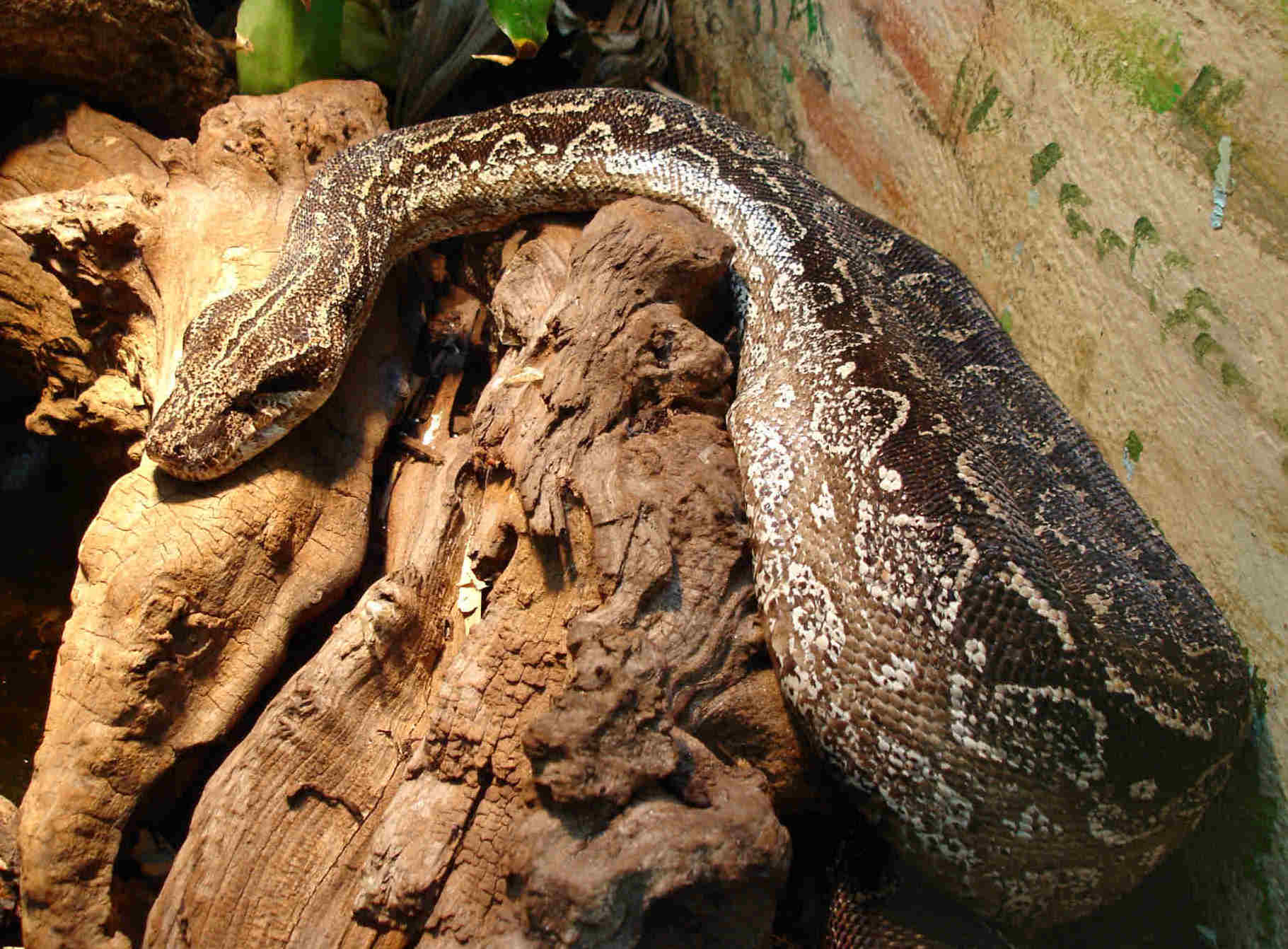 Imagem de referência de Boidae, descrito nos dados abertos como família de serpentes
