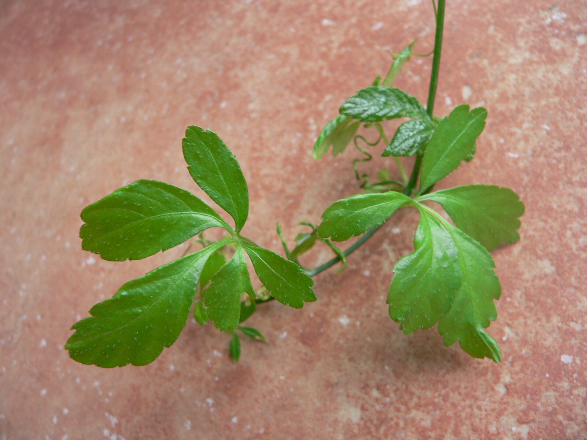 Imagem de referência de Gynostemma, descrito nos dados abertos como género de plantas
