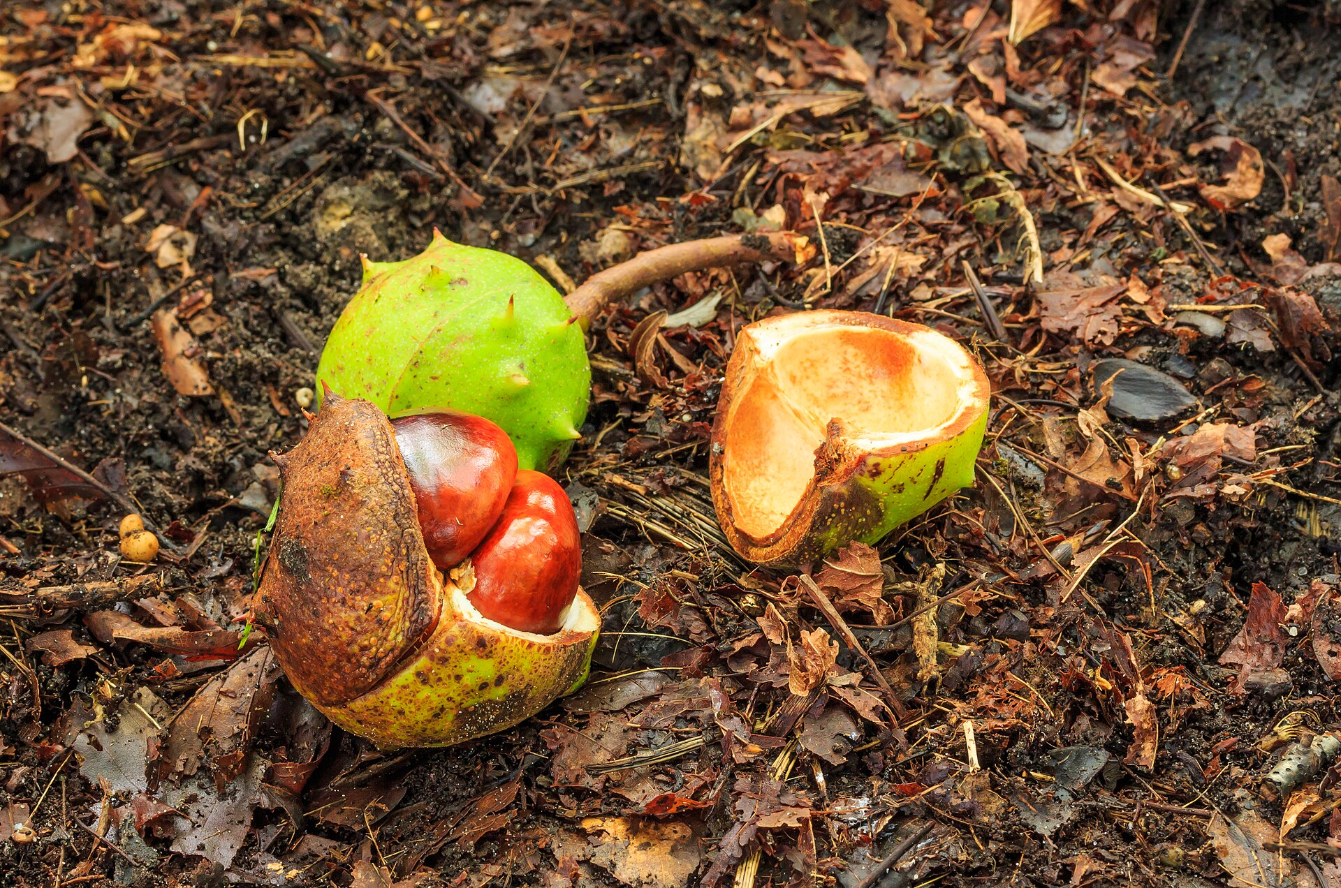 Imagem de referência de Aesculus, descrito nos dados abertos como género de plantas