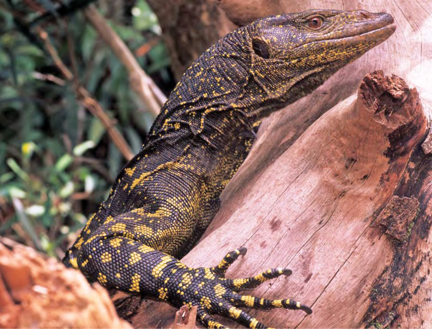 Imagem de referência relacionada a Varanus bitatawa, item descrito como espécie de réptil