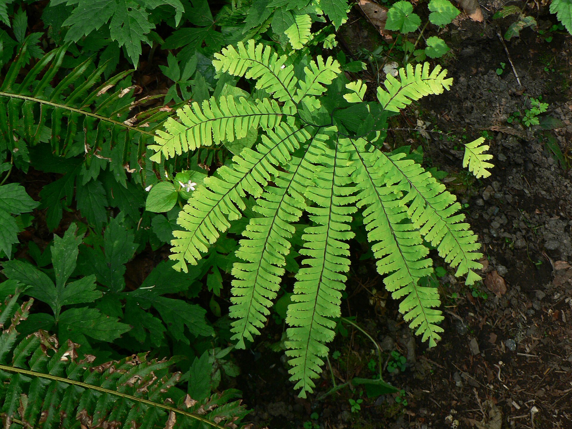 Imagem de referência de Adiantum, descrito nos dados abertos como género de plantas