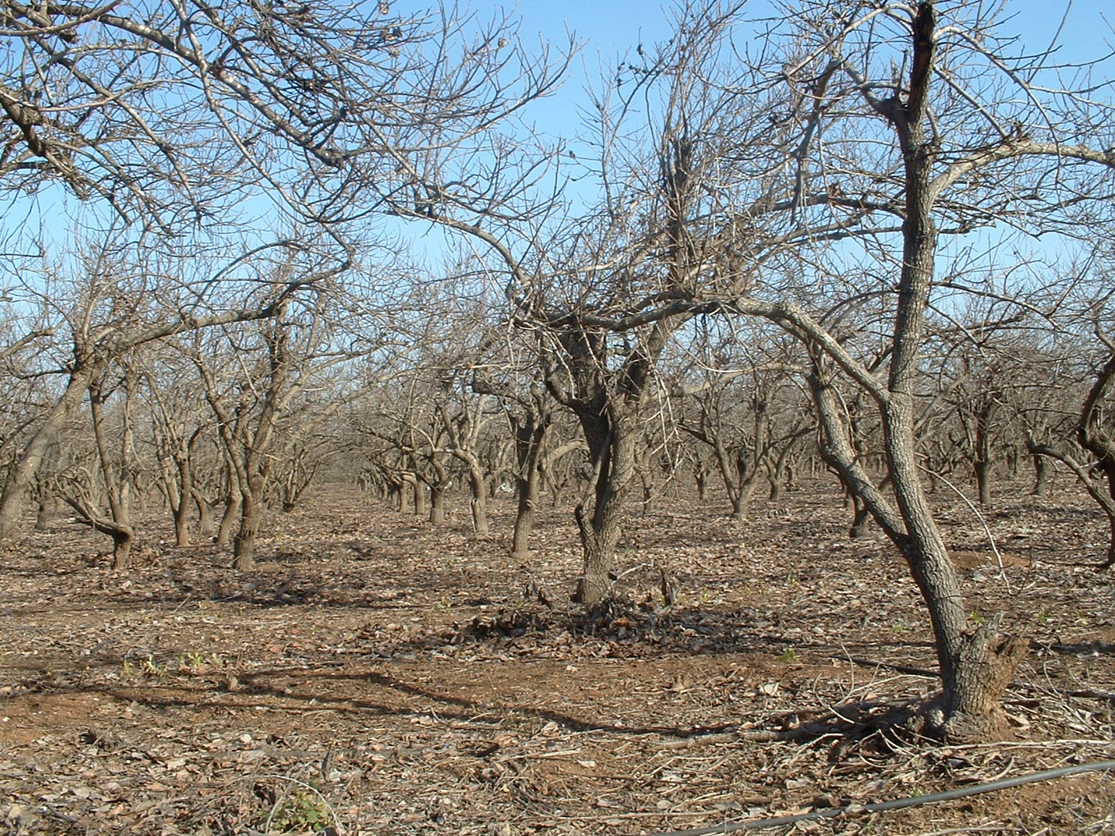 Imagem de referência de Diospyros, descrito nos dados abertos como género de plantas