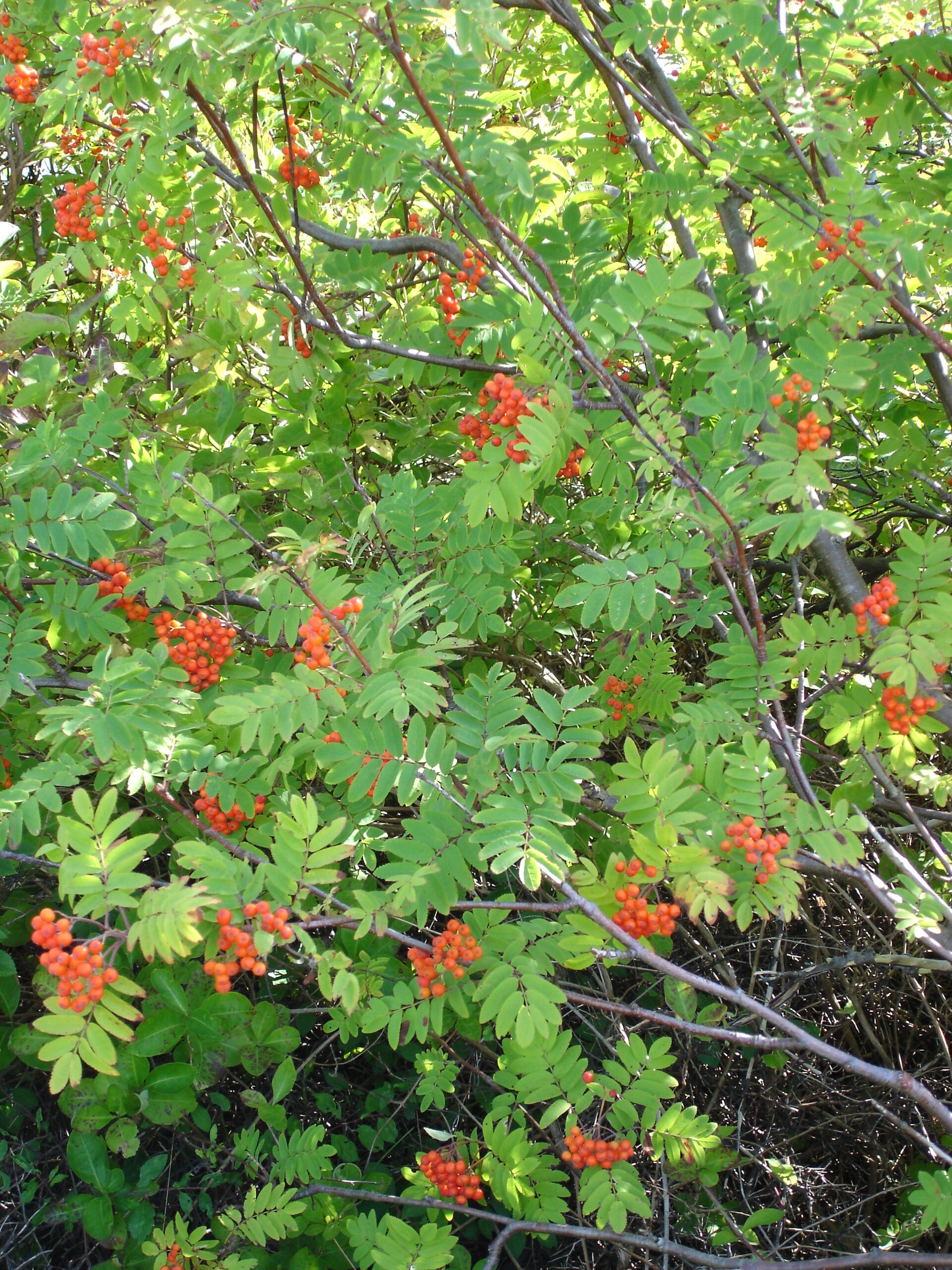 Imagem de referência de Sorbus, descrito nos dados abertos como género de plantas