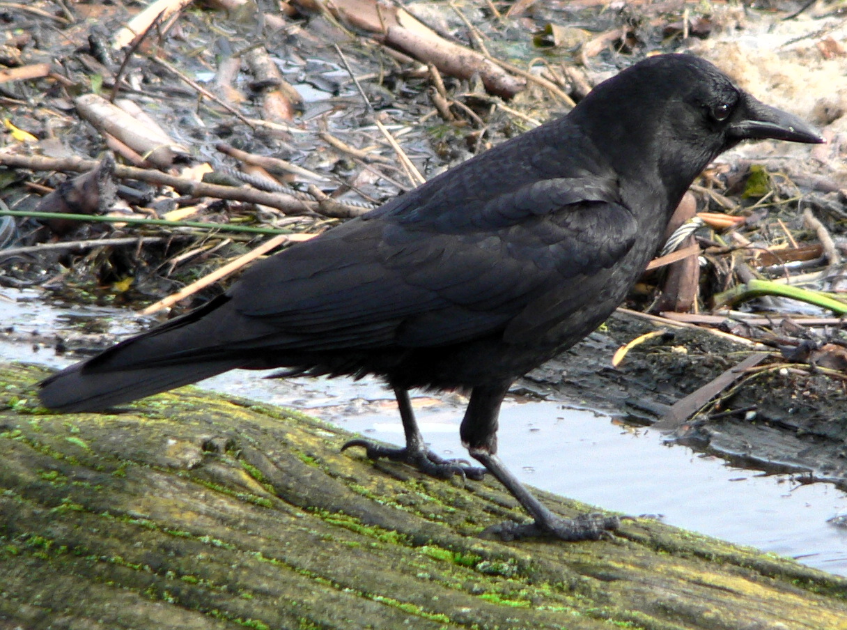 Imagem de referência de Corvo, descrito nos dados abertos como gênero da família Corvidae